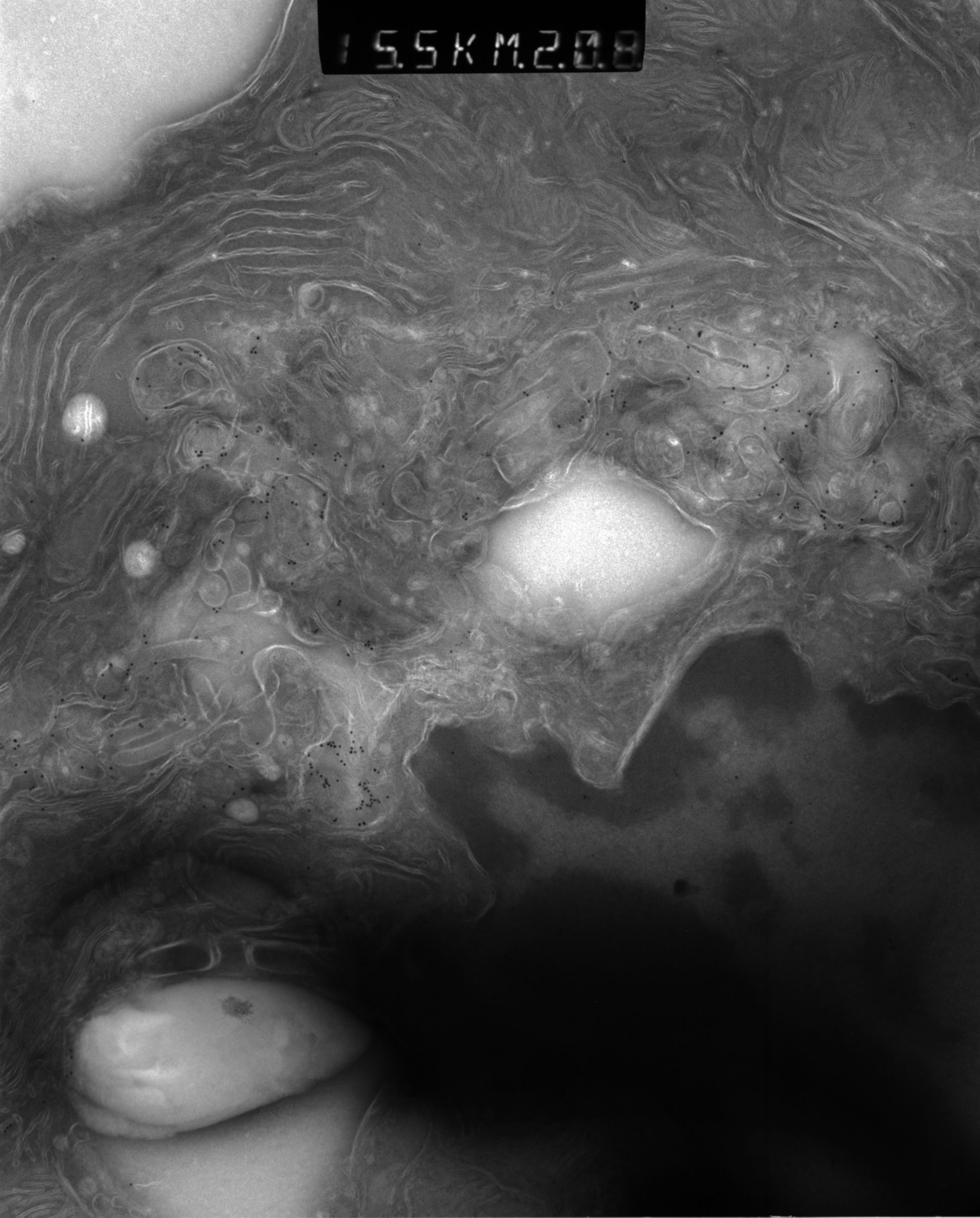 Rattus rattus (Mitochondrion) - CIL:38670