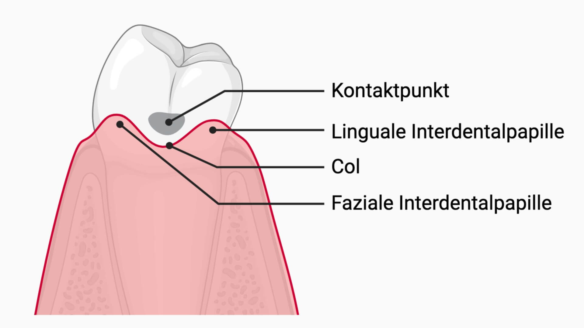 Anatomie des Approximalraums