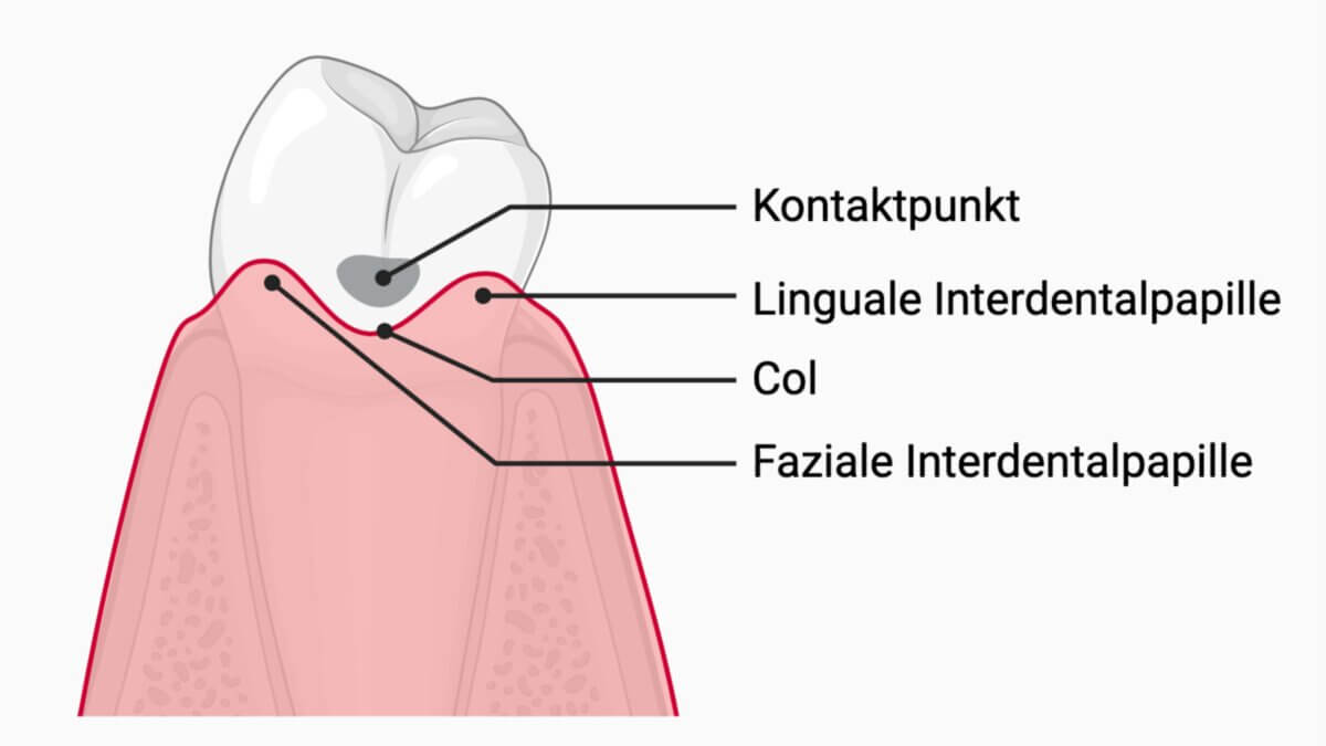 Anatomie des Approximalraums