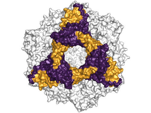 Räumliche Struktur des alphaB-Crystallins, eine hexamere Untereinheit ist farblich heraus gehoben. © Andi Mainz / TUM
