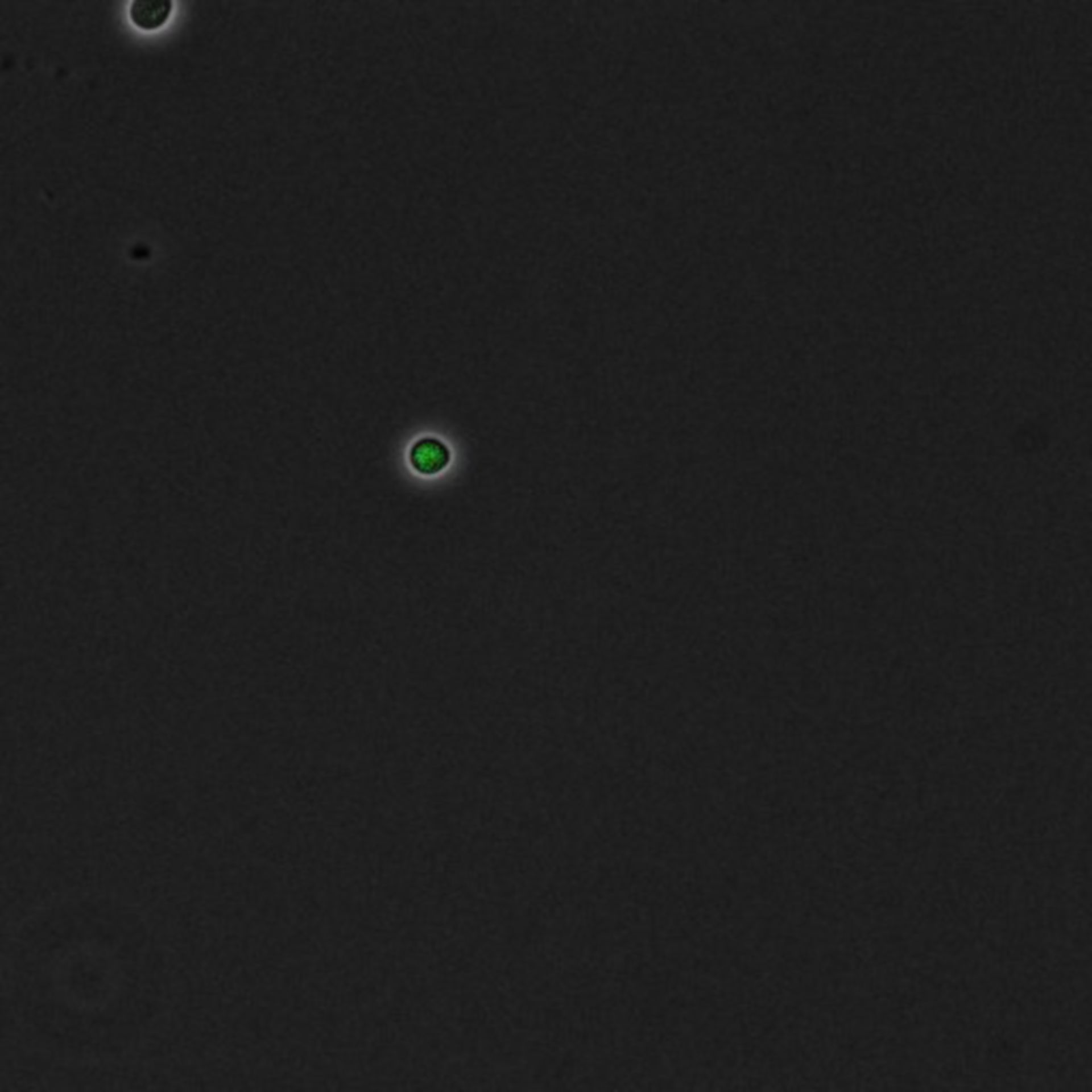 Saccharomyces cerevisiae (DNA replication preinitiation complex) - CIL:35669