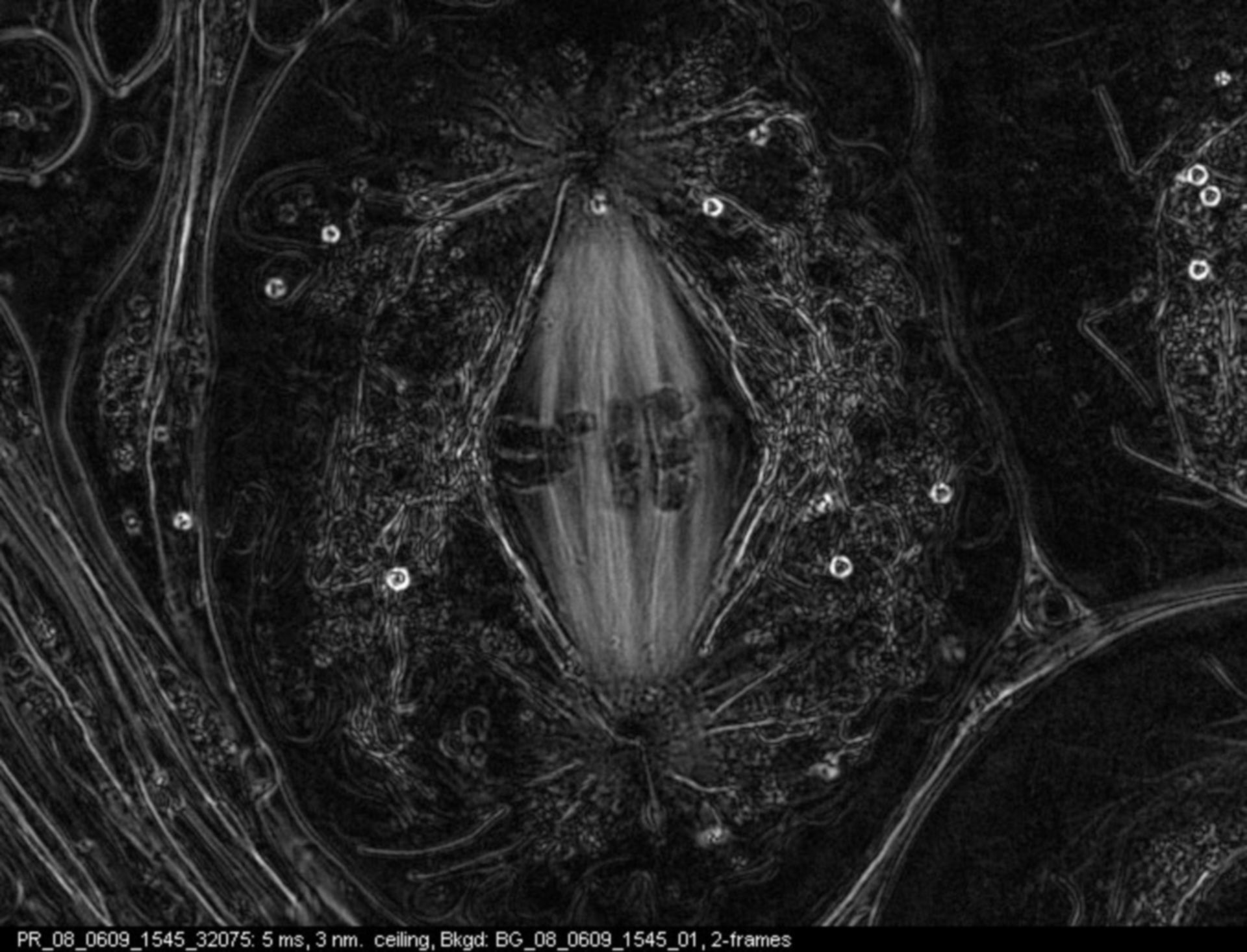 Nephrotoma suturalis (Nuclear chromosome) - CIL:12372