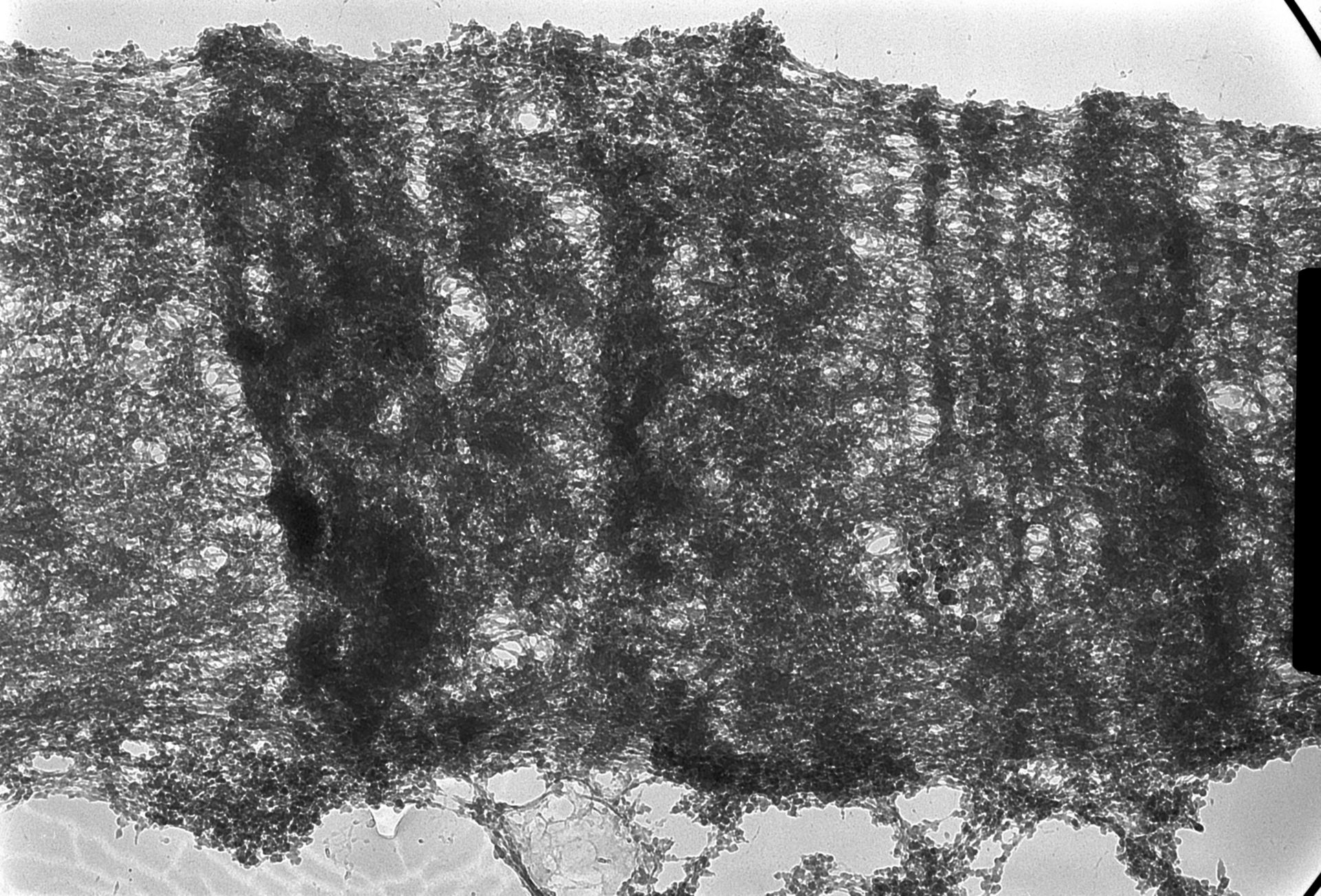 Drosophila melanogaster (Polytene chromosome) - CIL:25395