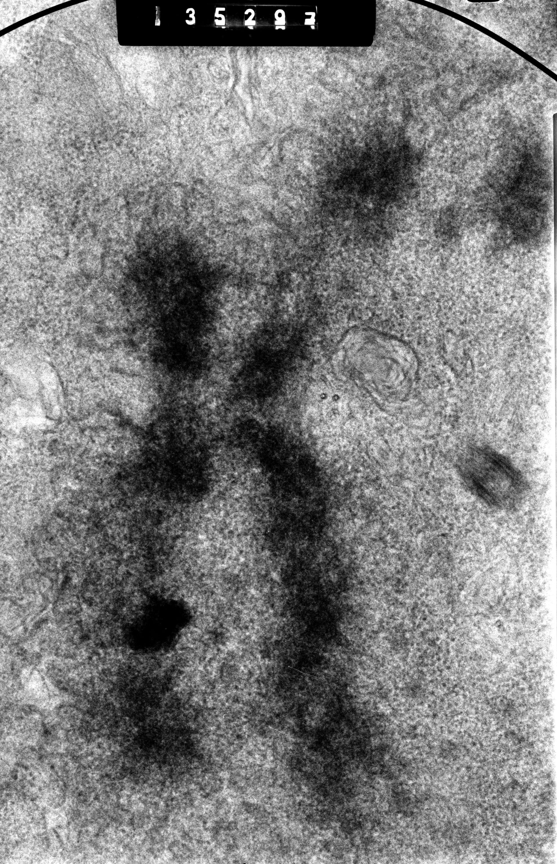 Cricetulus griseus (Kinetochore) - CIL:41581