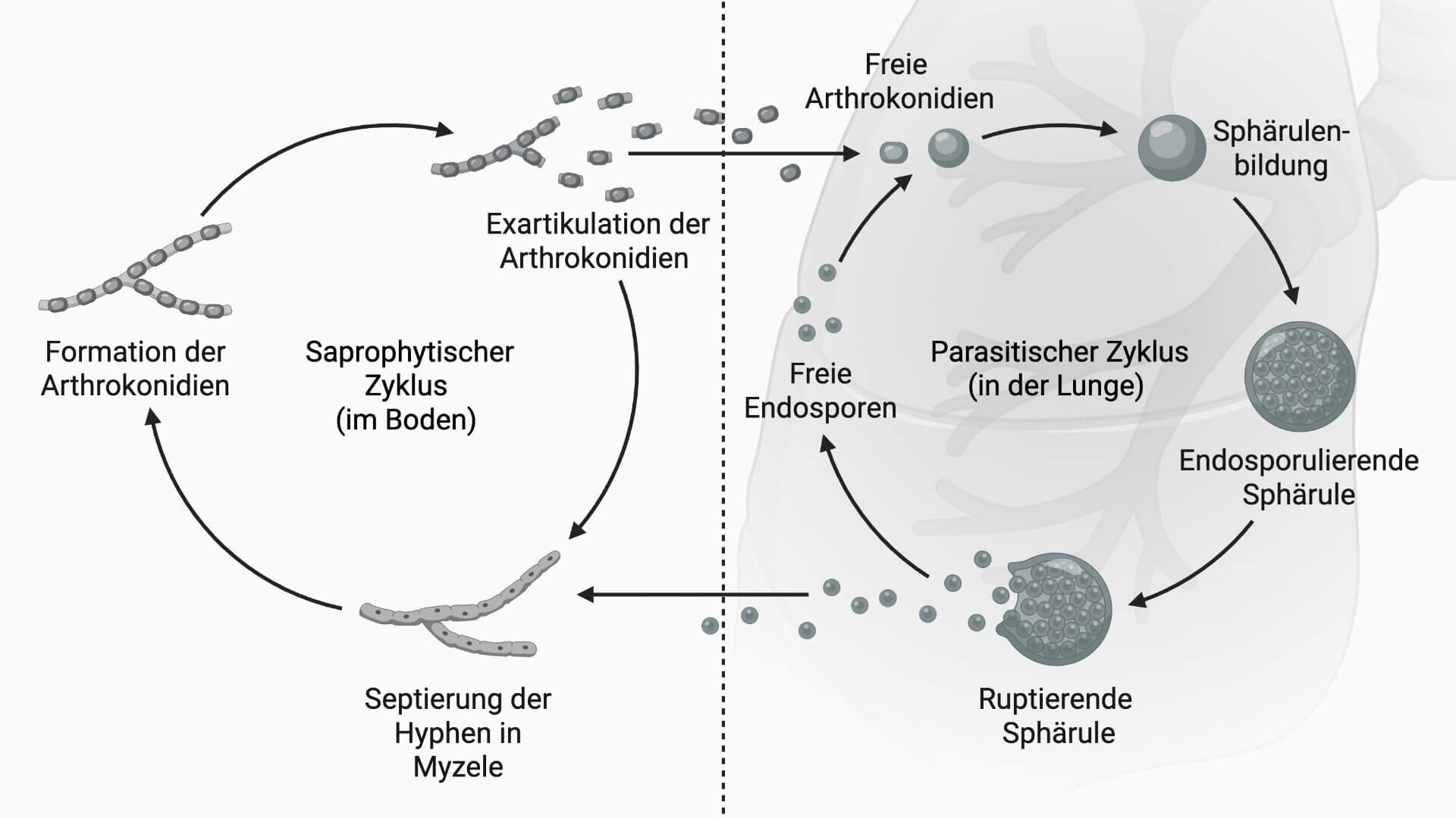 Lebenszyklus Coccidioides
