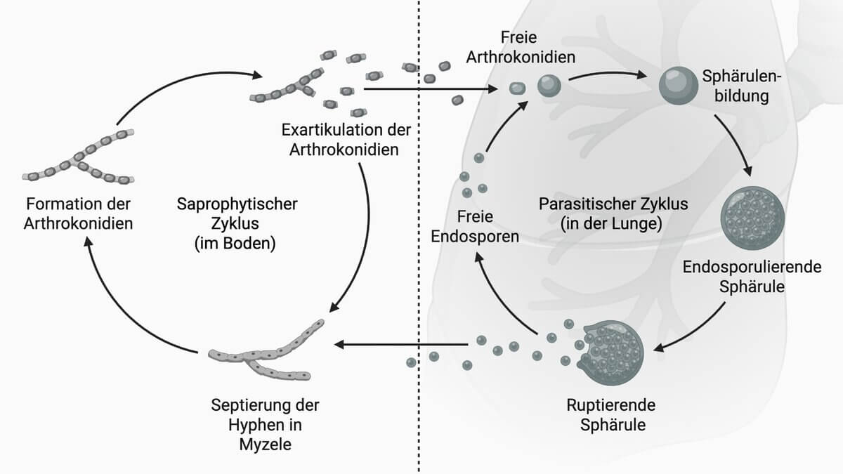 Lebenszyklus Coccidioides