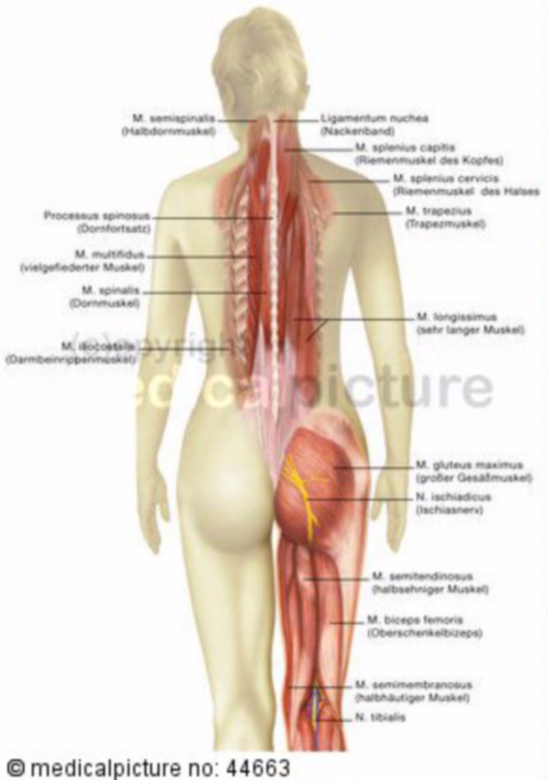Rückenmuskulatur mit Ischiasnerv
