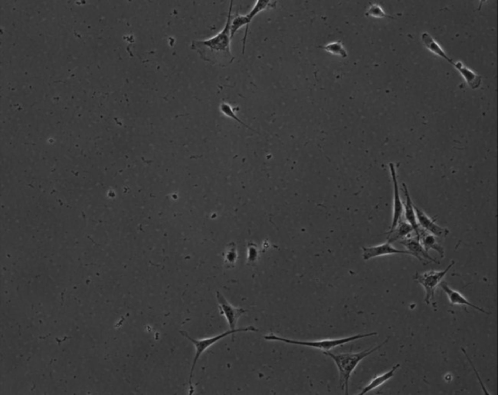 Mus musculus (Extracellular matrix part) - CIL:8857