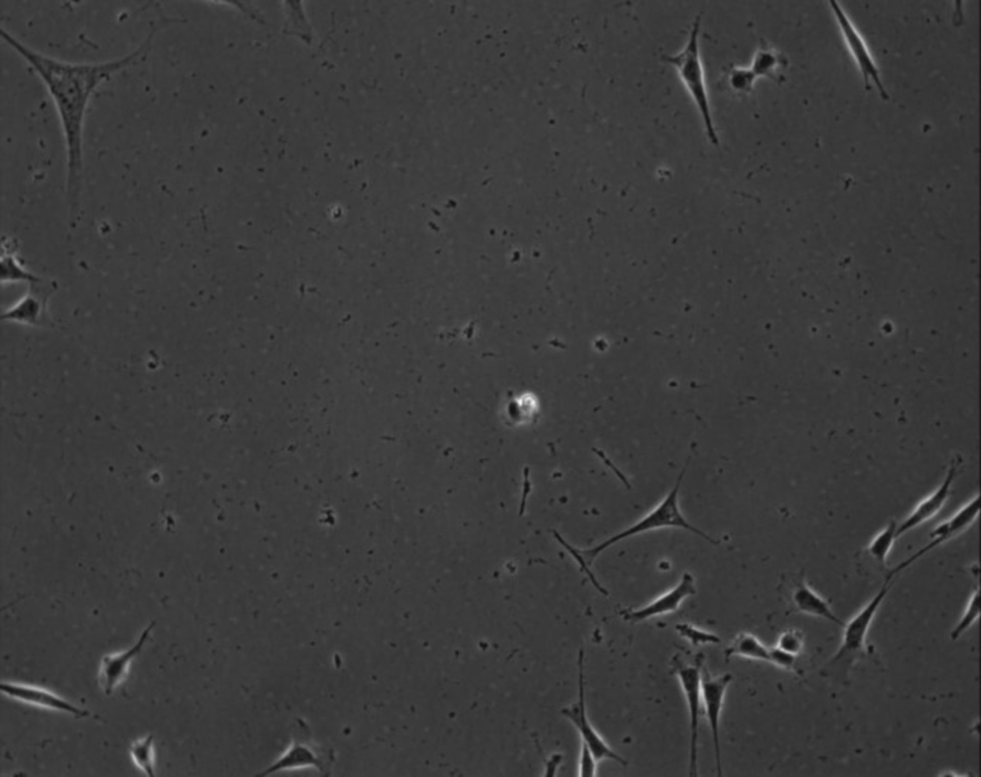 Mus musculus (Extracellular matrix part) - CIL:8911