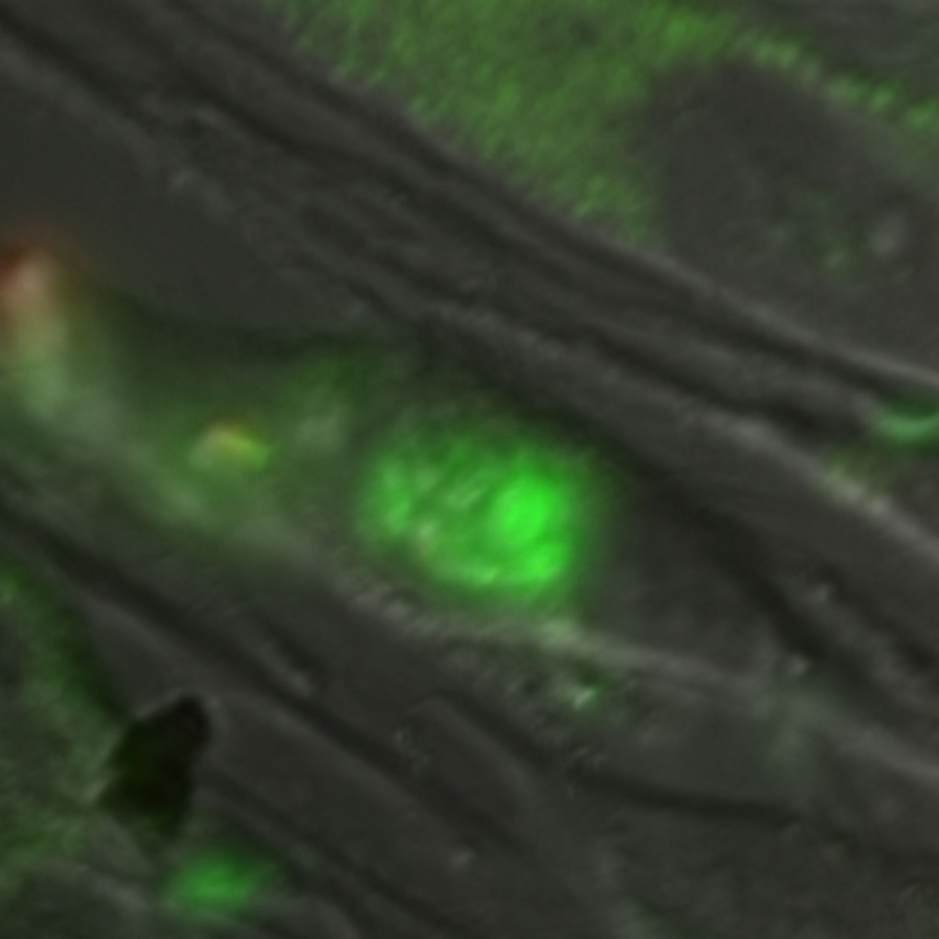 Toxoplasma gondii RH (Cortical microtubule) - CIL:10462