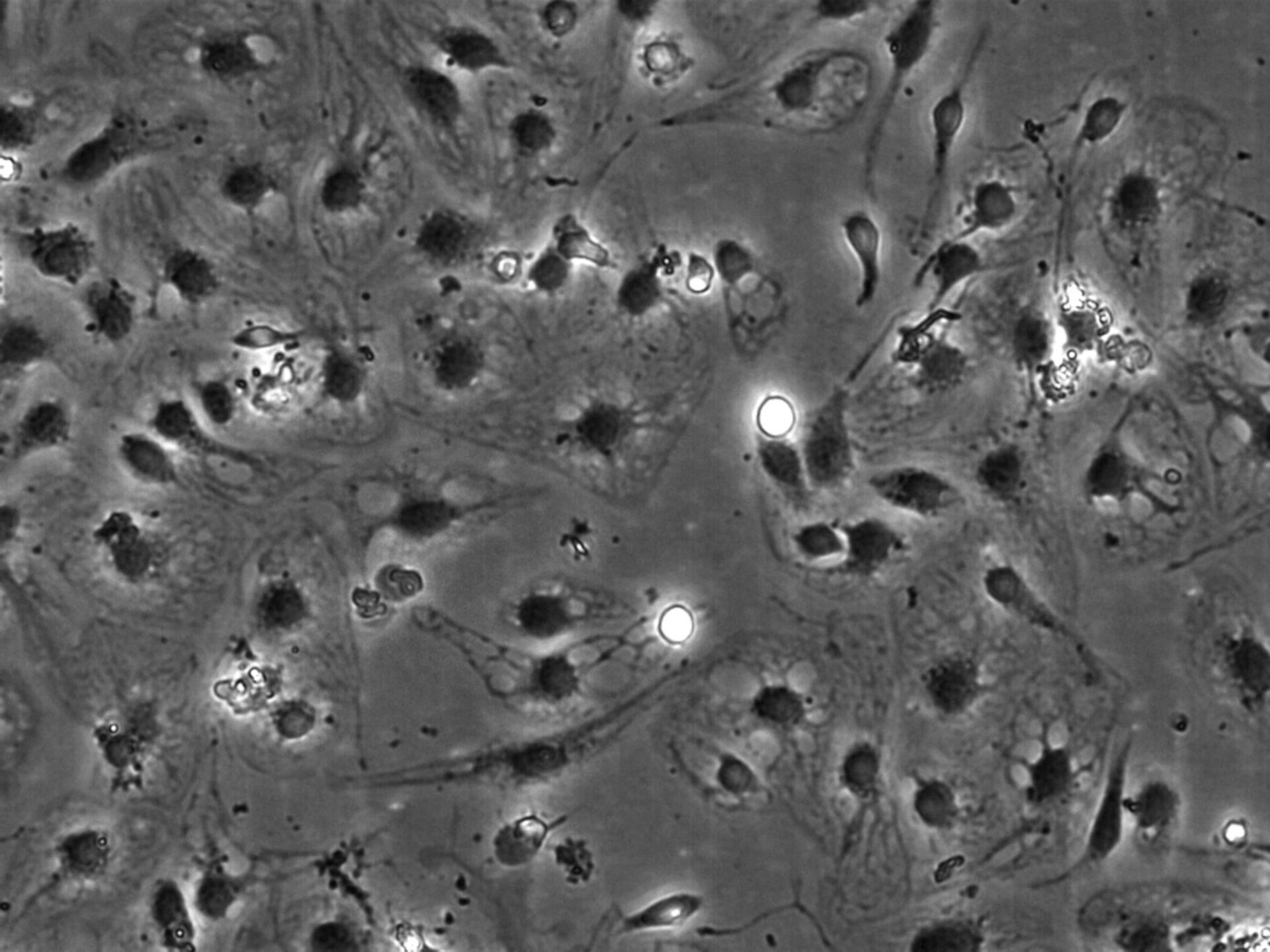 Rattus norvegicus (Blood vessel endothelial cell) - CIL:35463