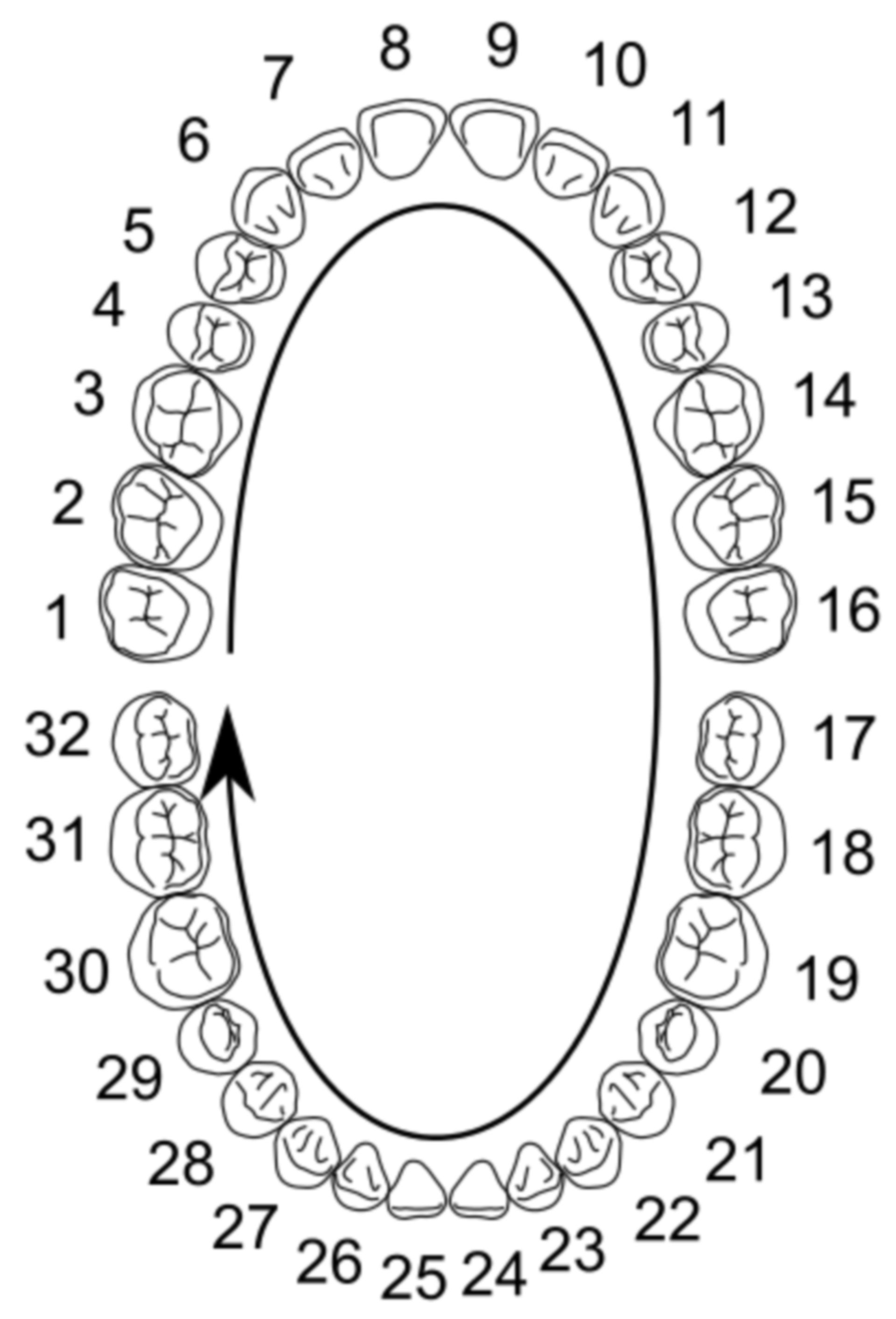 International numbering of teeth