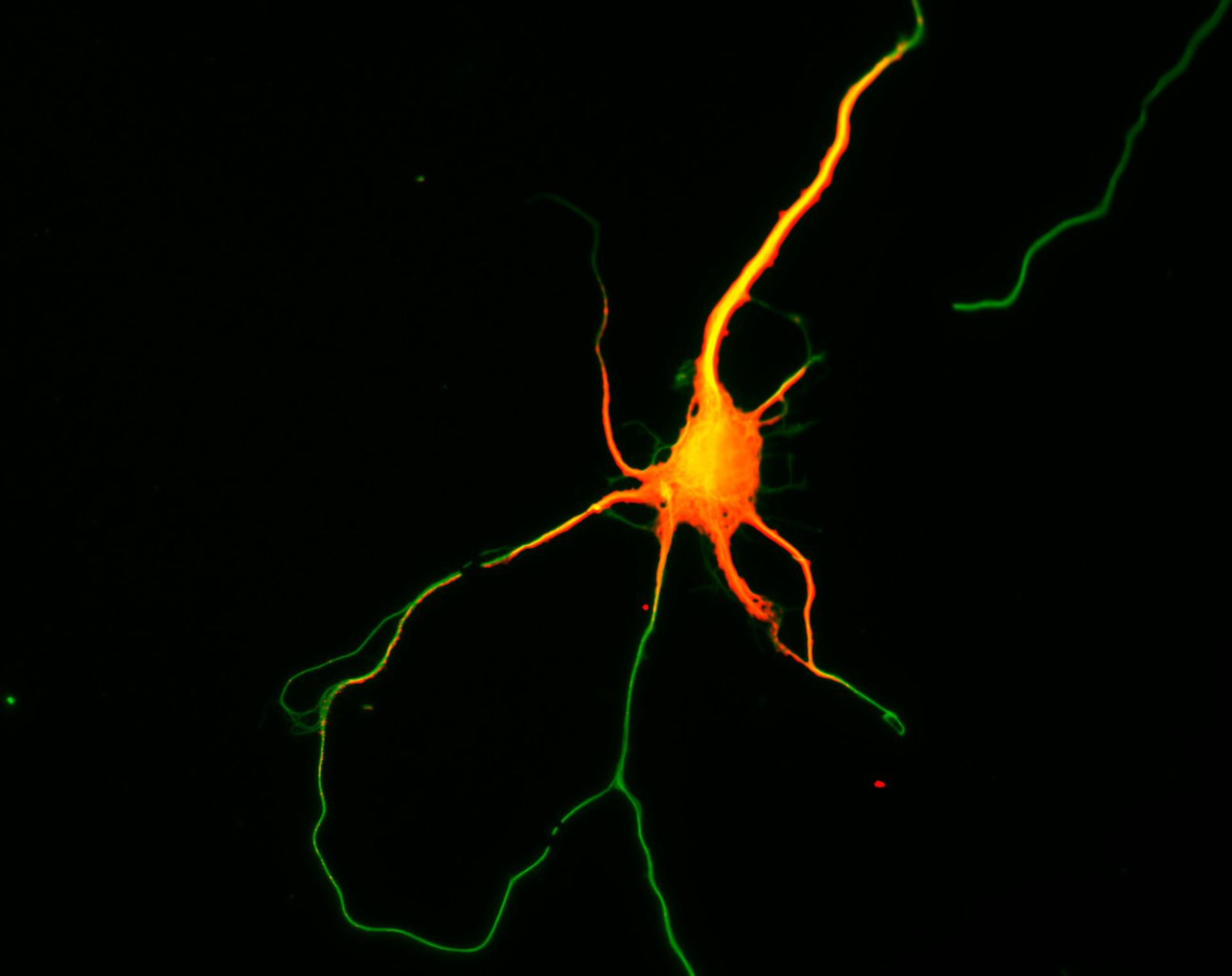 Rattus (Dendrite) - CIL:8278