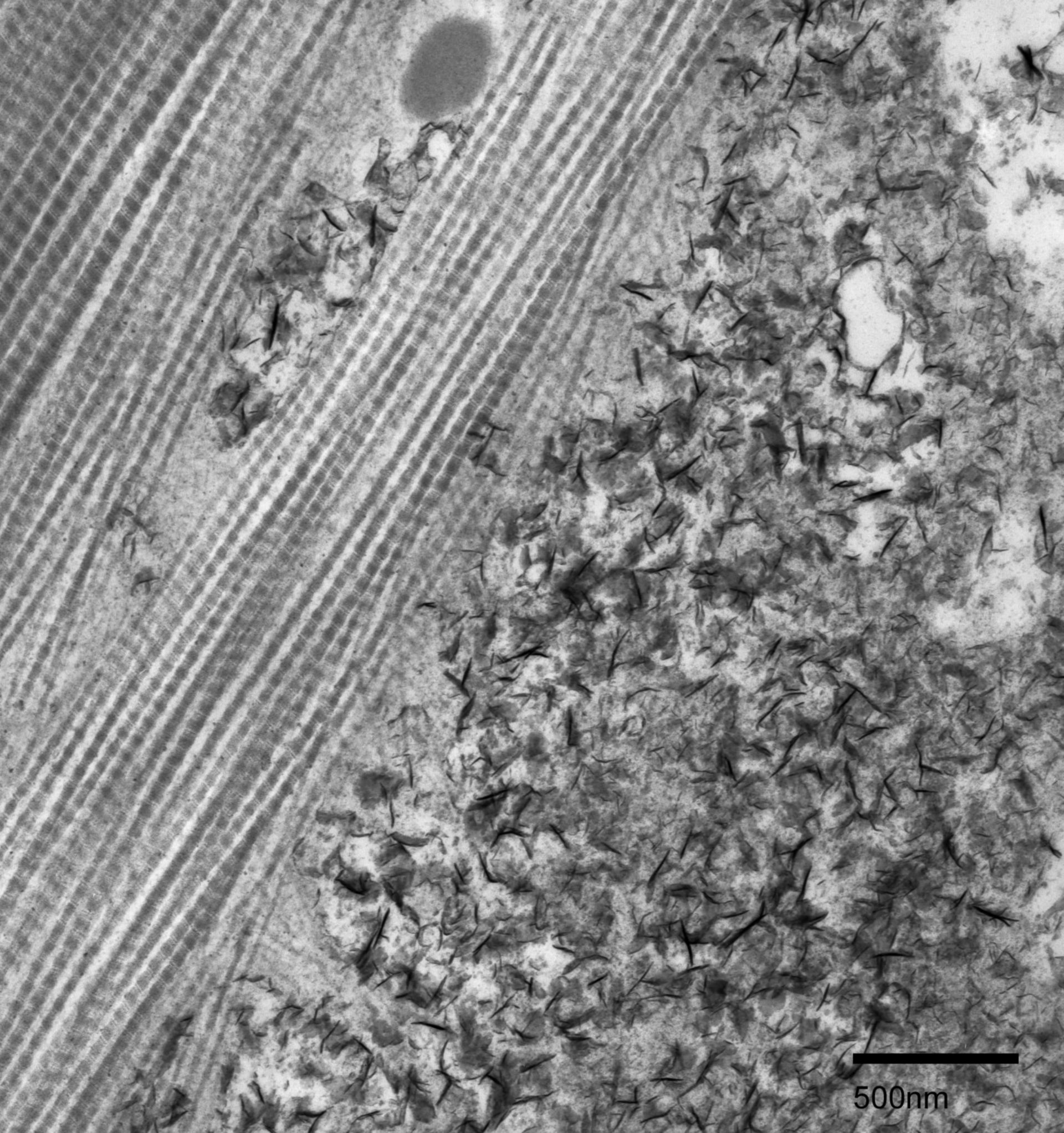 Fundulus heteroclitus (Mineralization in external layer) - CIL:27229