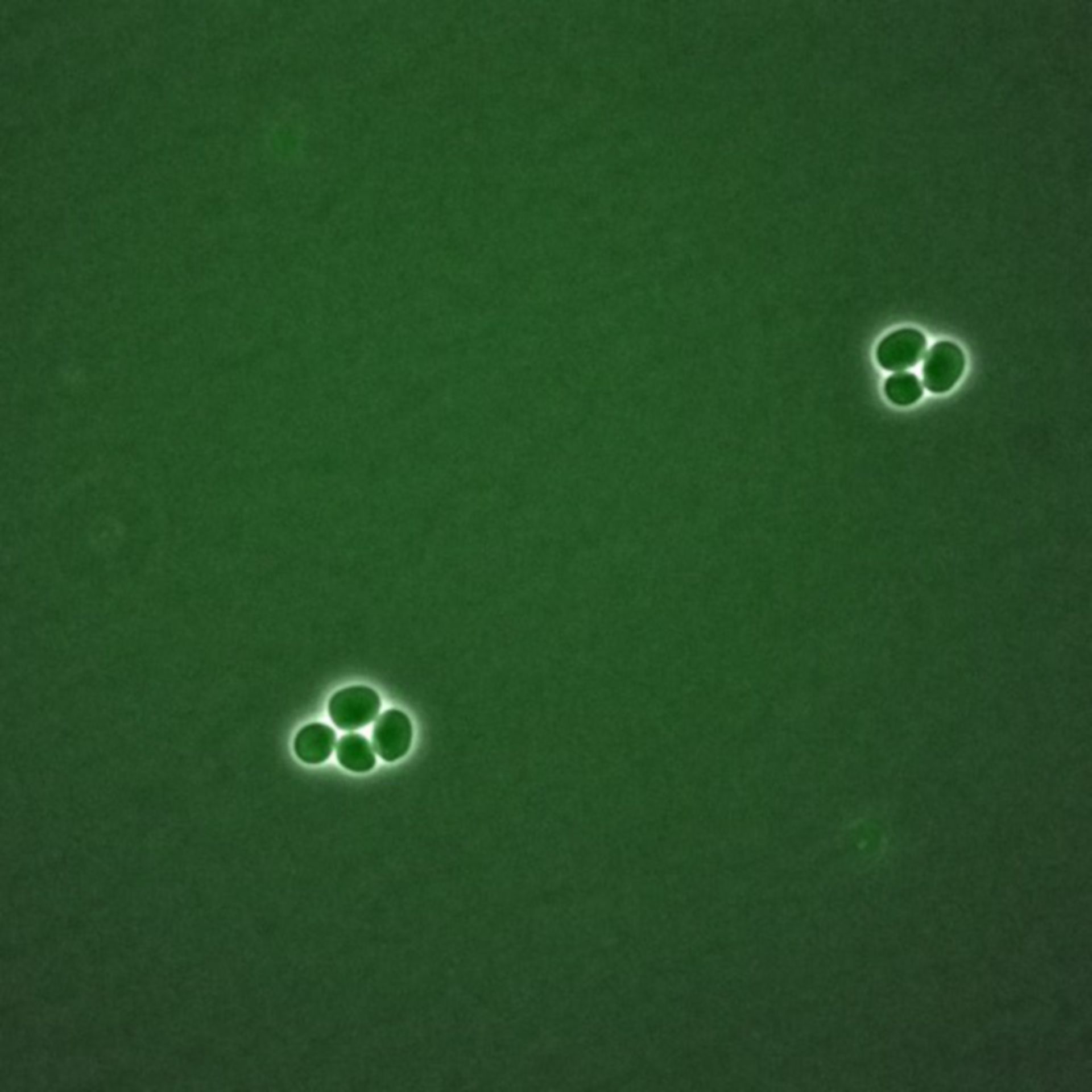 Saccharomyces cerevisiae (BUB2 protein) - CIL:35732