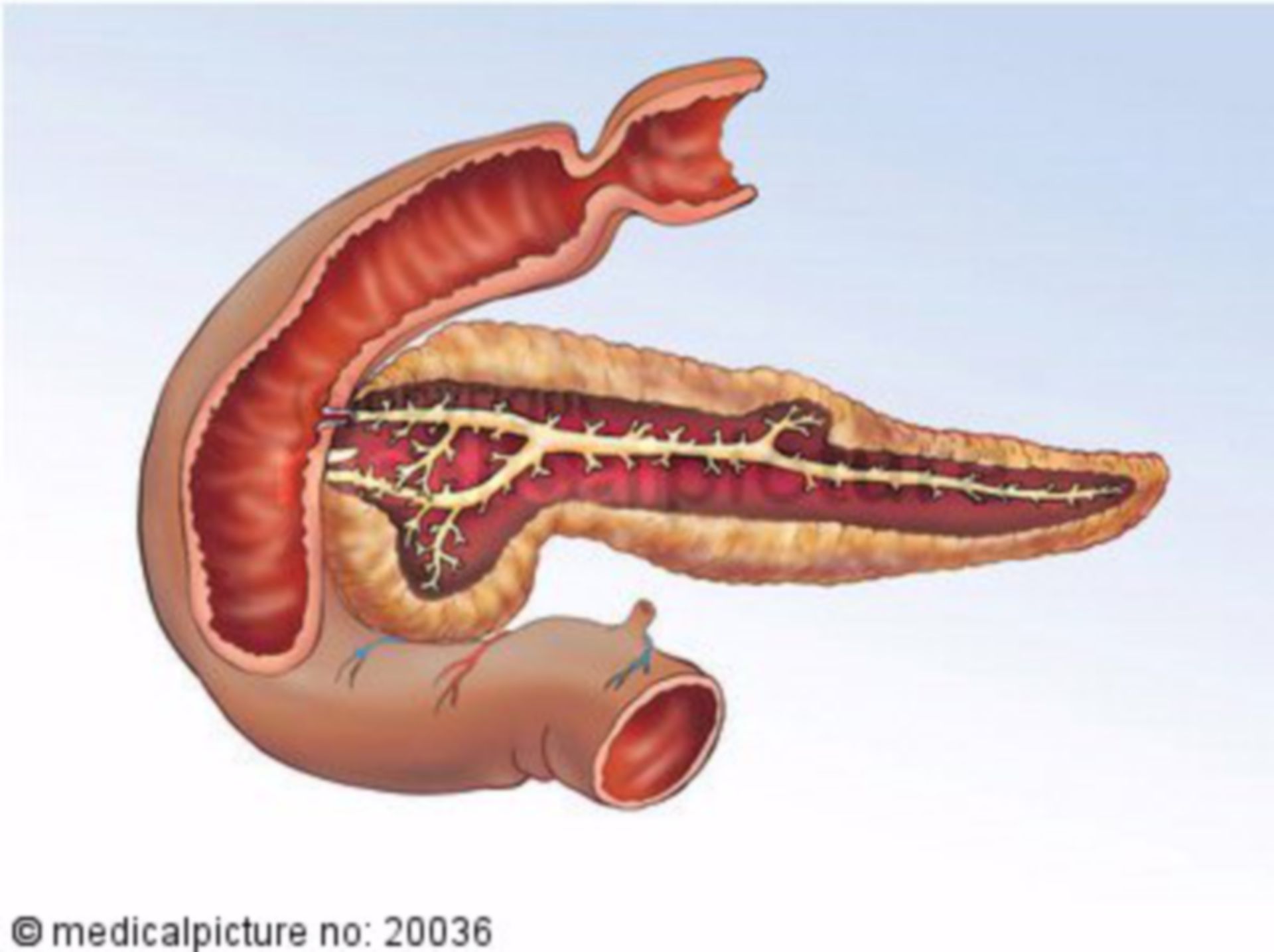 Human pancreas