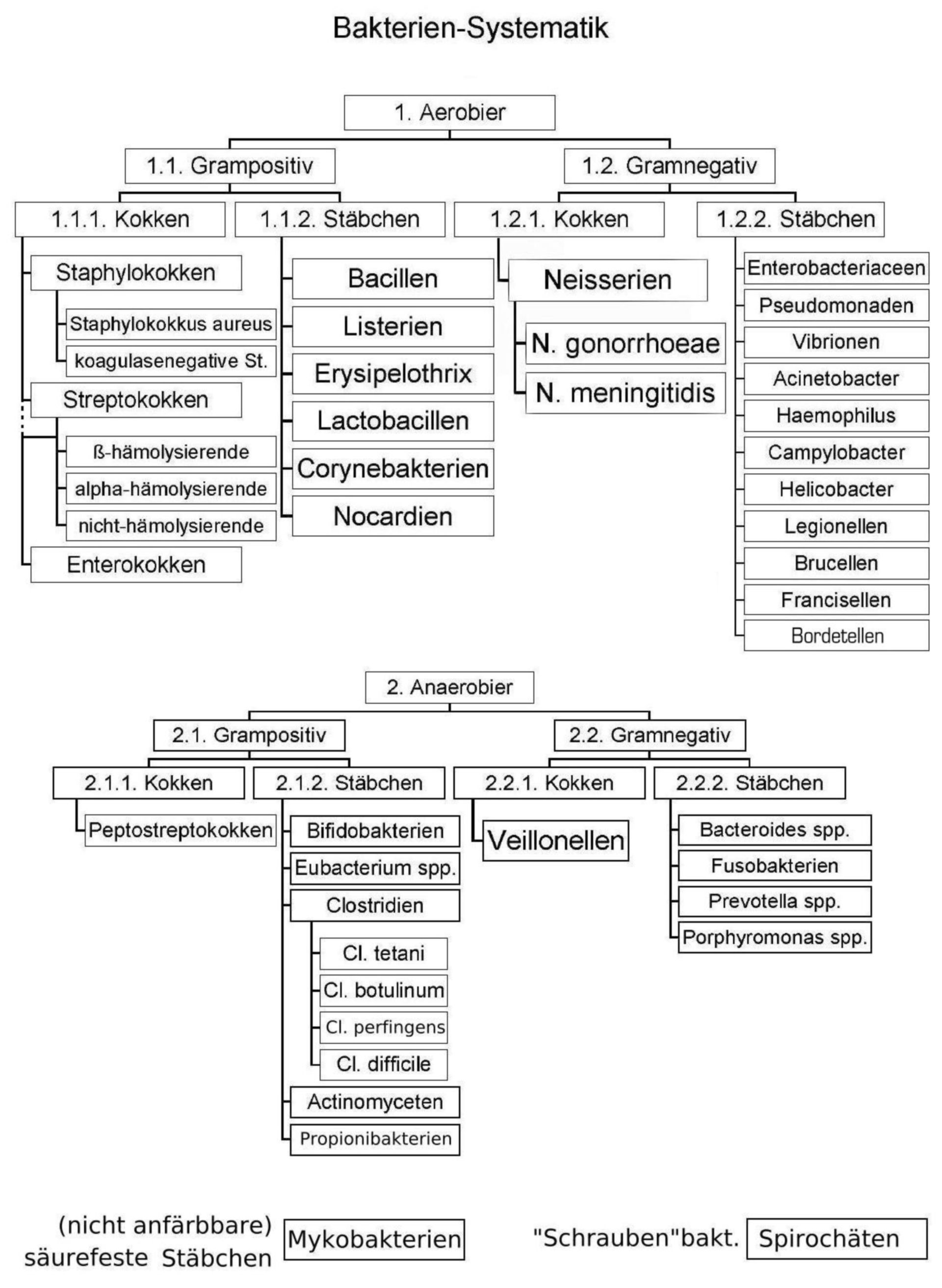 Bakteriensystematik