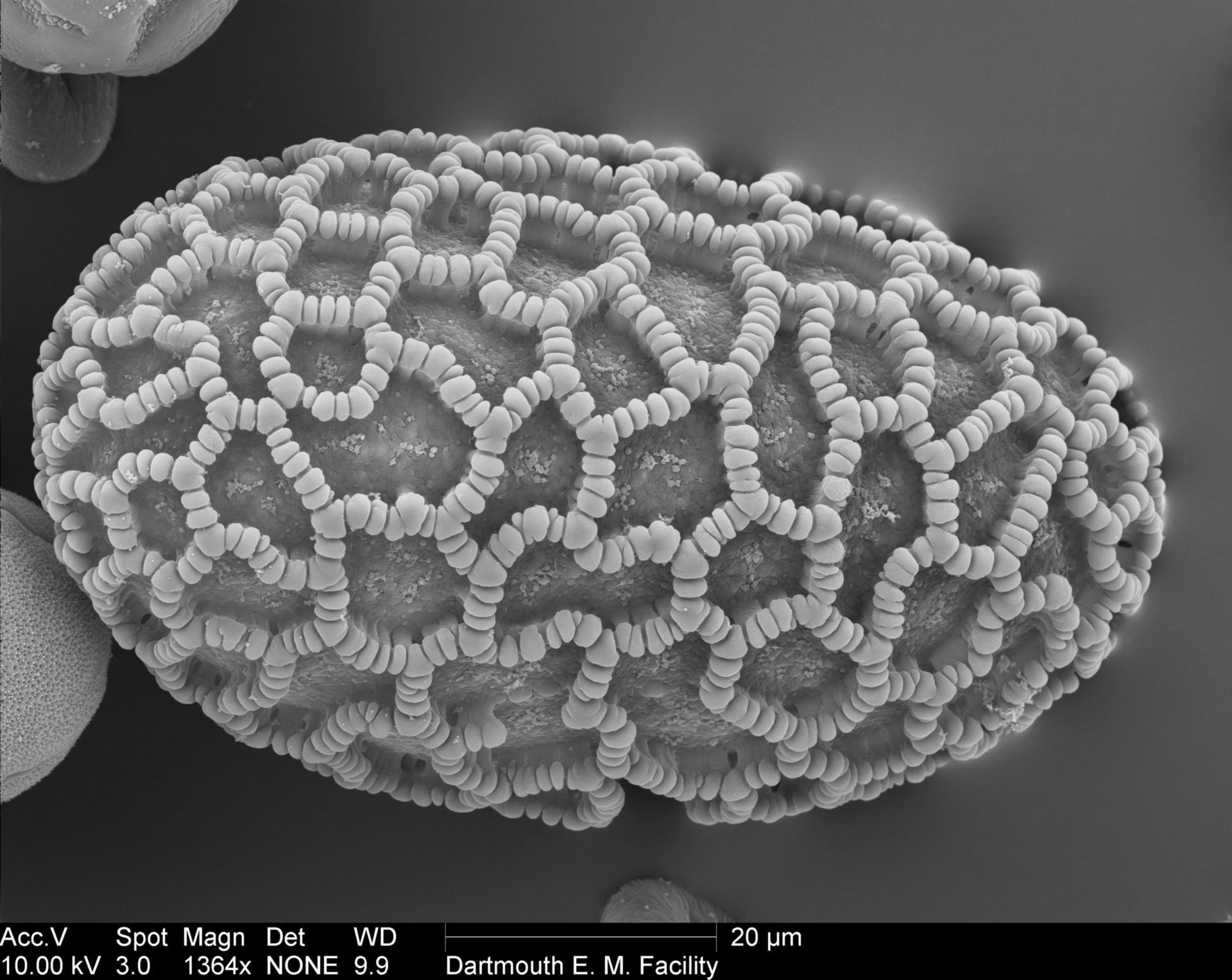 Lilium auratum (Pollen wall) - CIL:40350