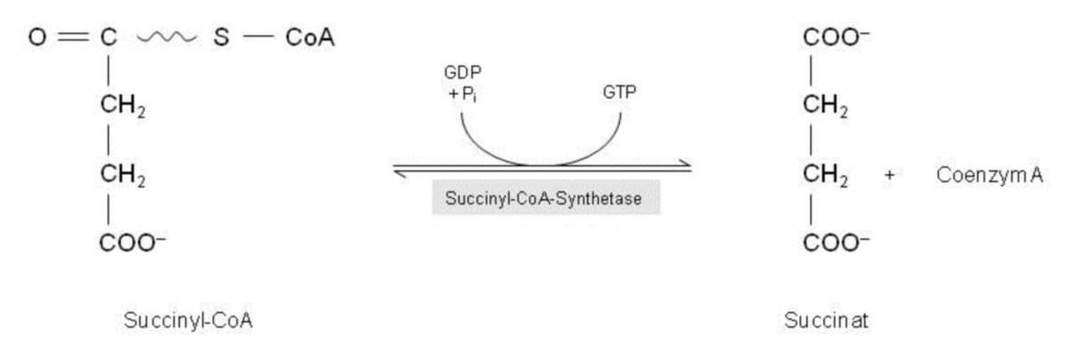 Substratkettenphosphorylierung - Citratzyklus