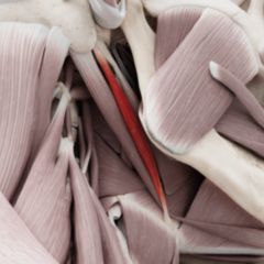 Musculus stylohyoideus DocCheck Flexikon