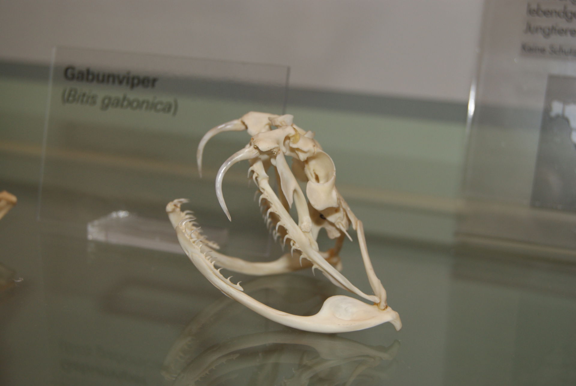Gaboon viper (skull)