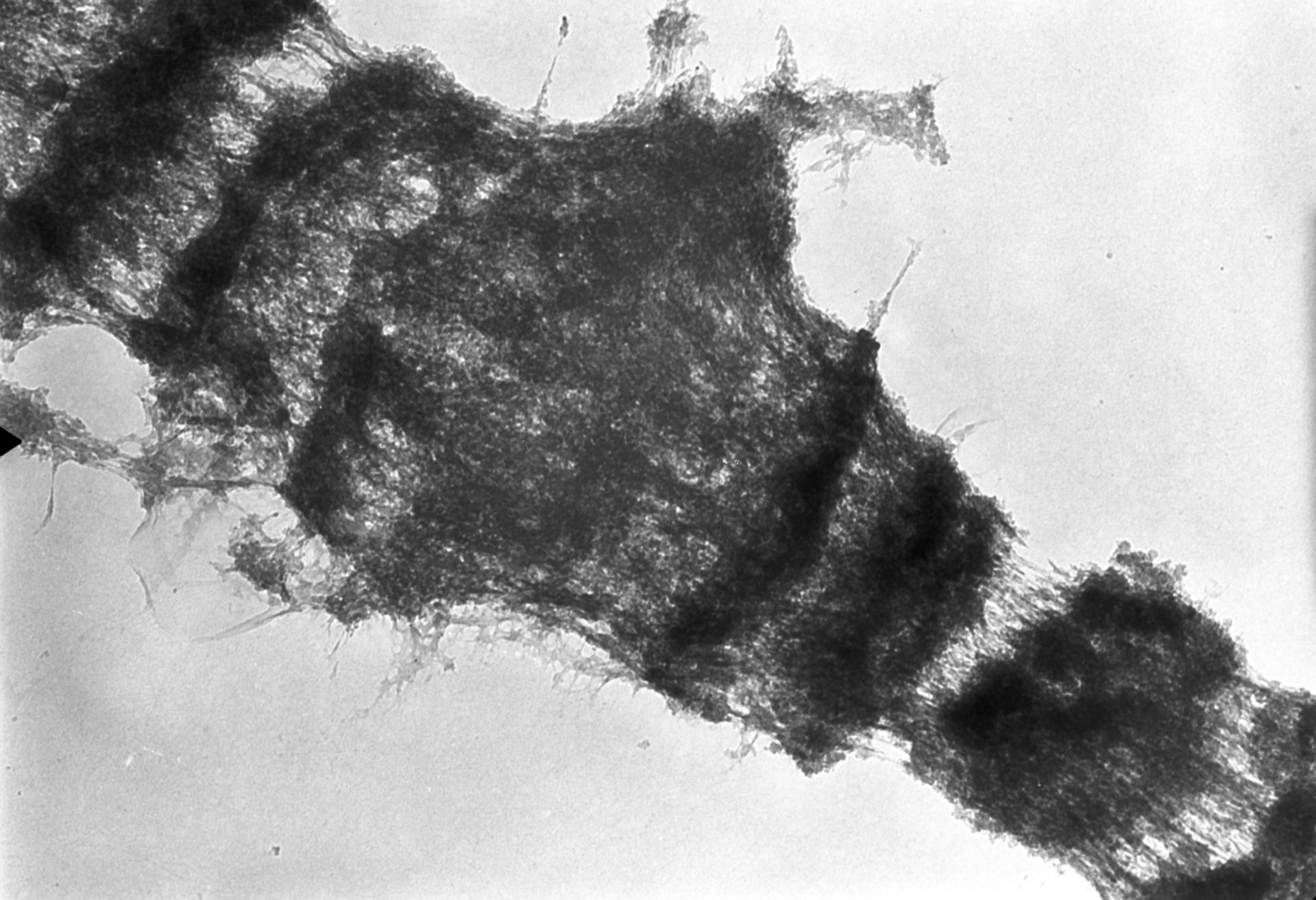 Drosophila melanogaster (Polytene chromosome) - CIL:25510