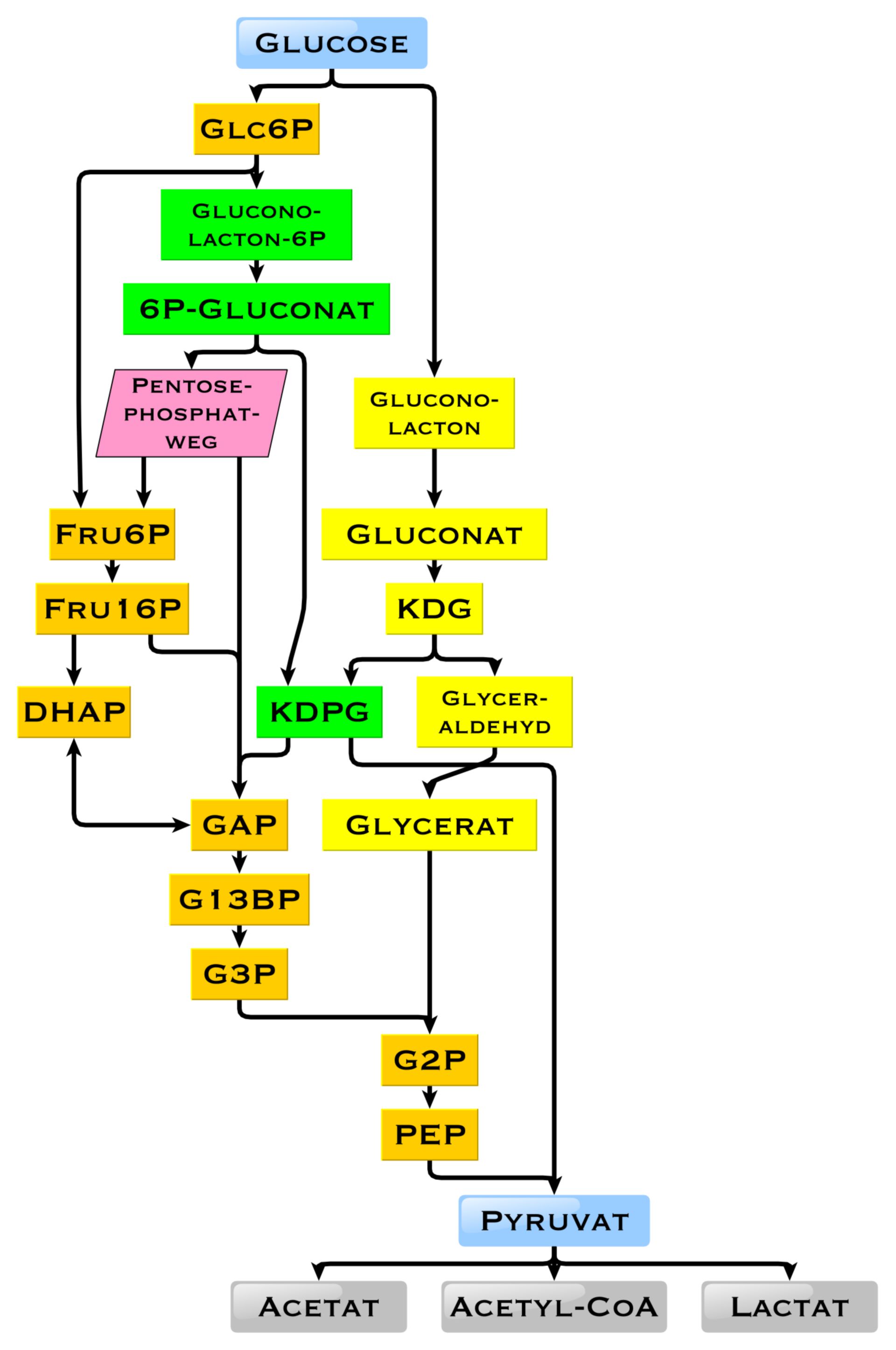 Intermediates in glucose degradation