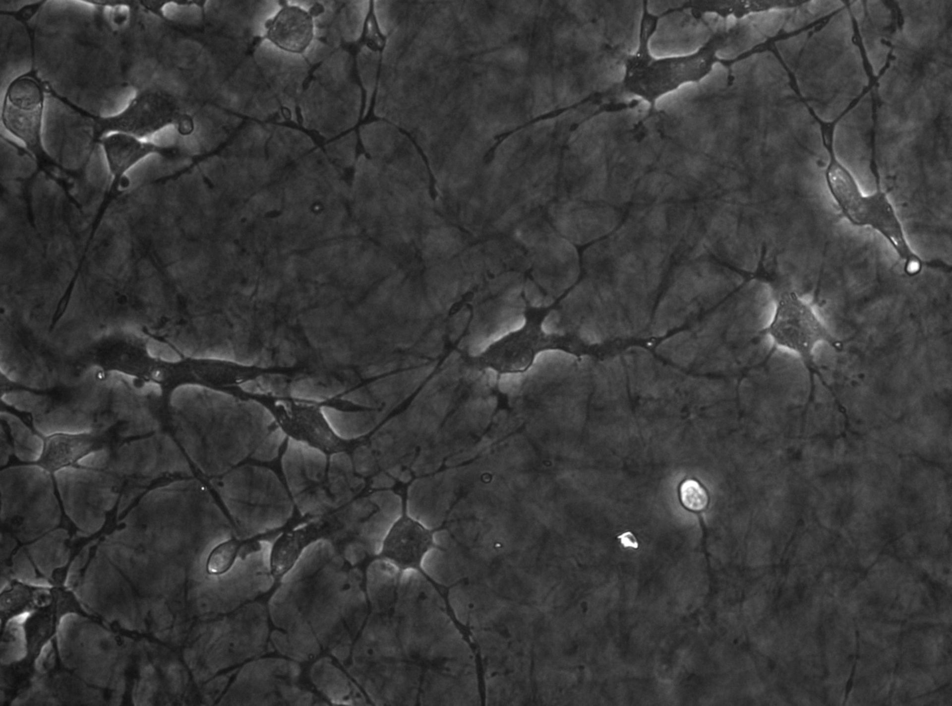 Mus musculus (Extracellular matrix) - CIL:7428