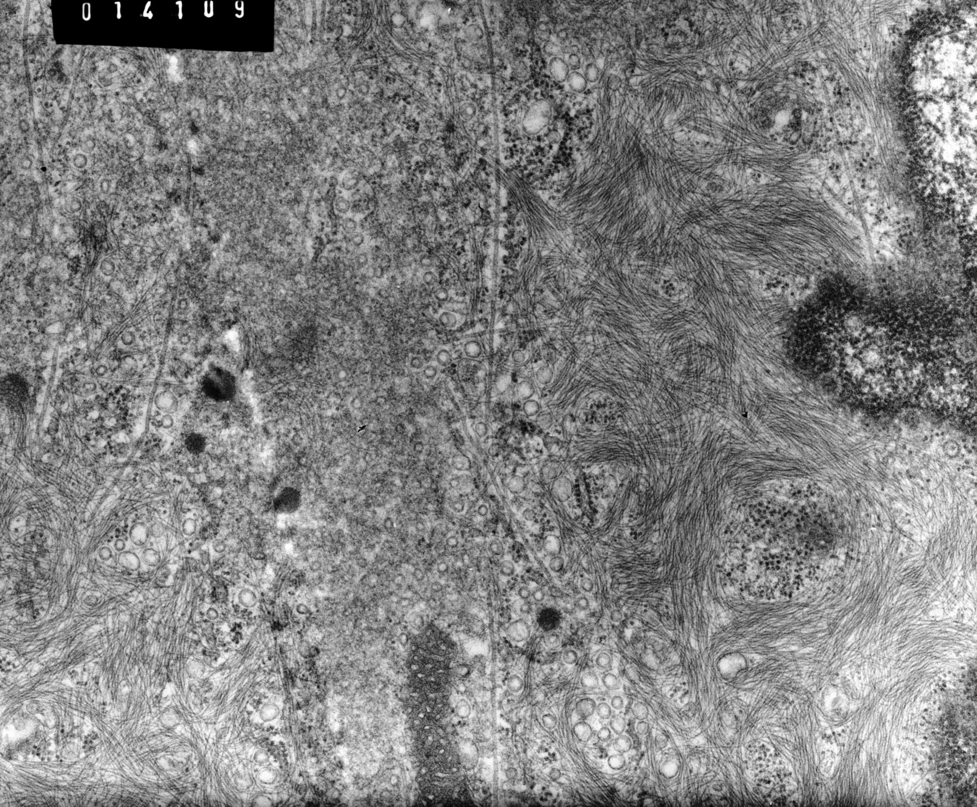 Rana catesbeiana (Plasma membrane) - CIL:10002