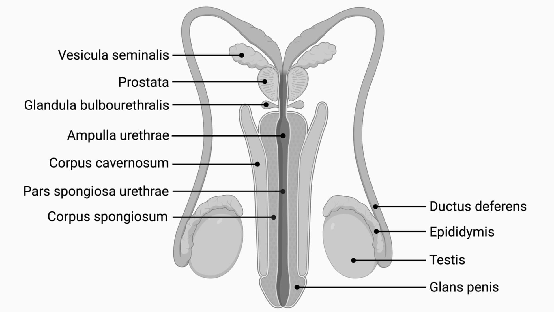 Anatomie der männlichen Geschlechtsorgane