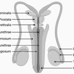 Prostata