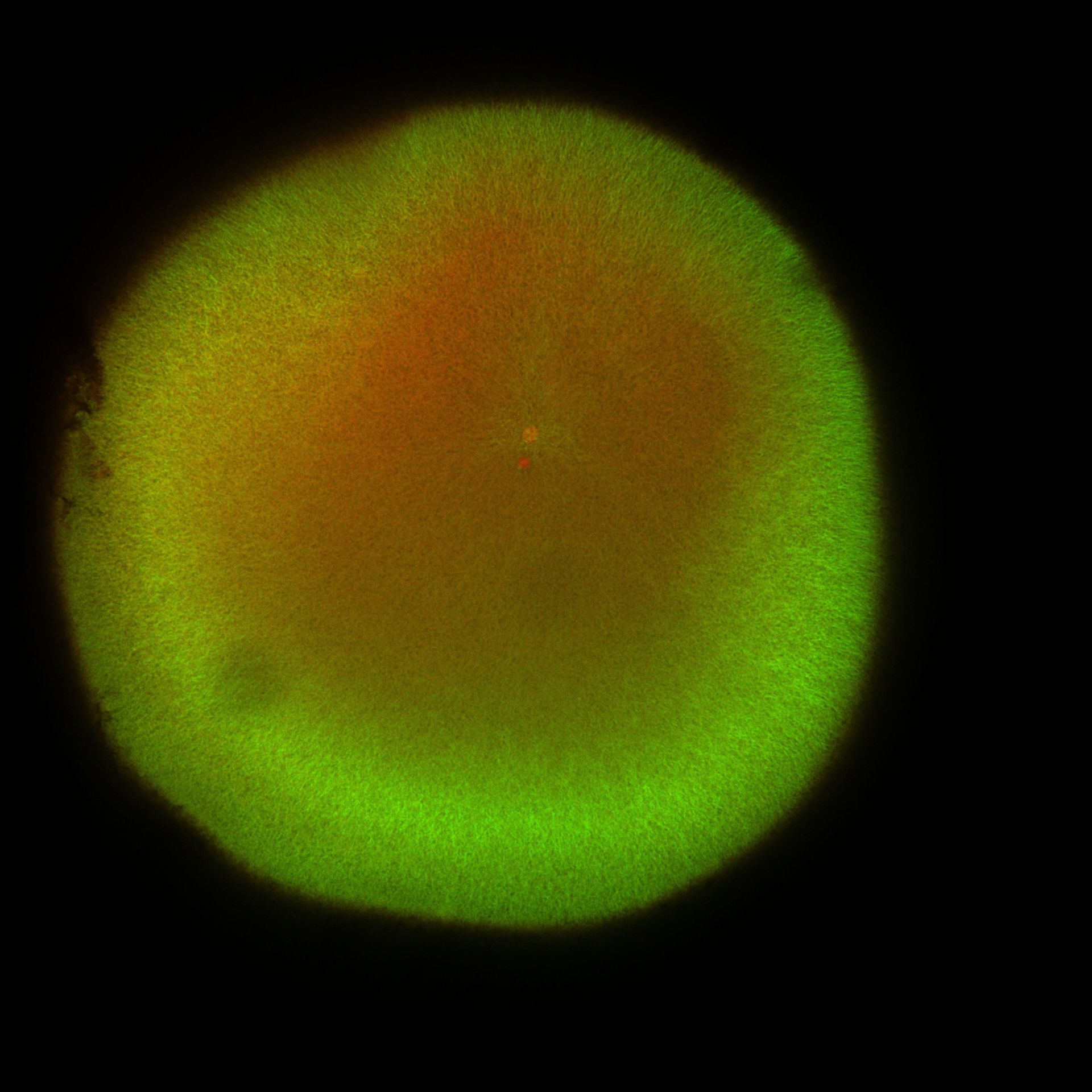 Xenopus laevis (DNA) - CIL:36475