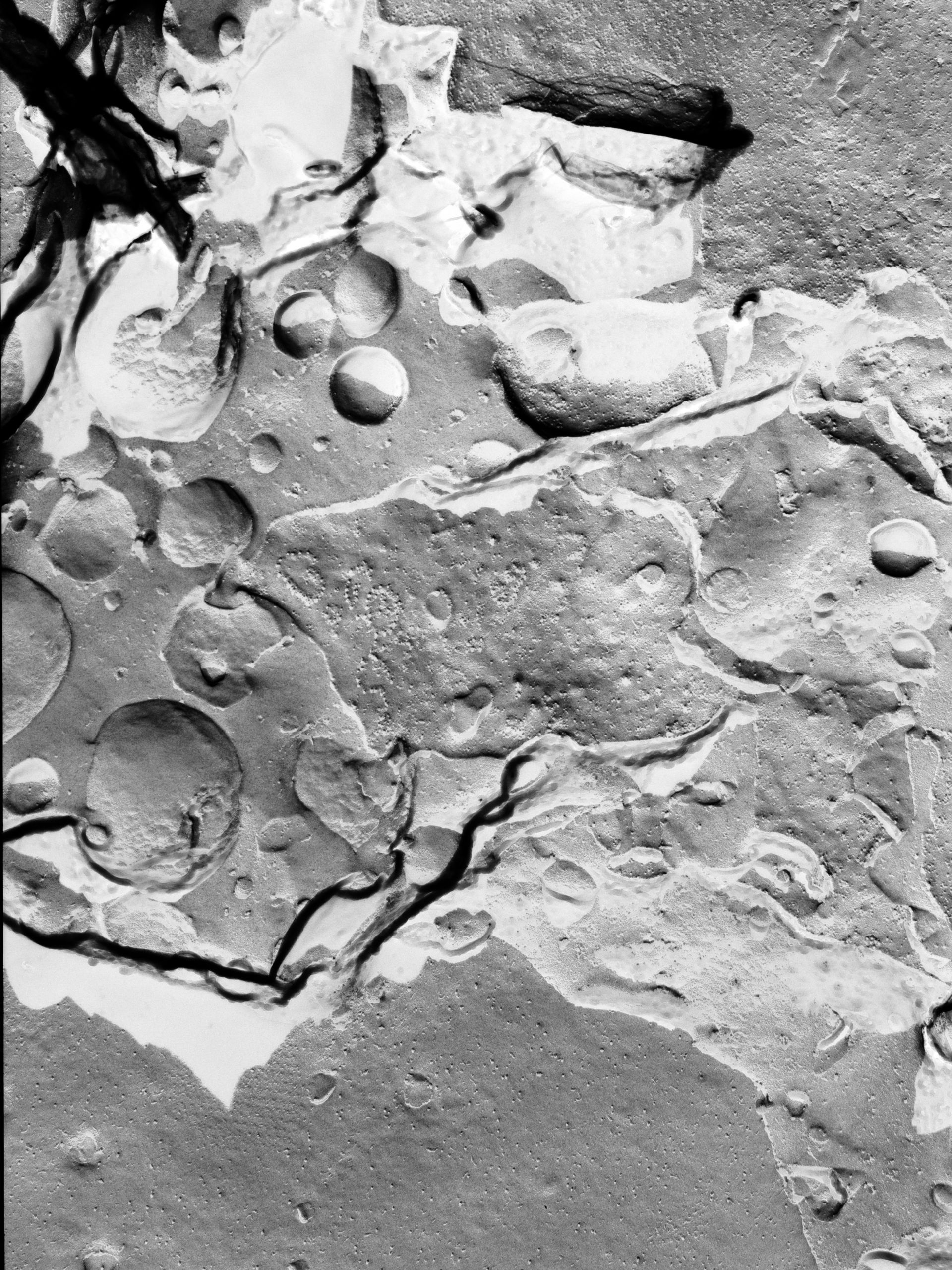 Micrasterias denticulata (Plasma membrane) - CIL:13150
