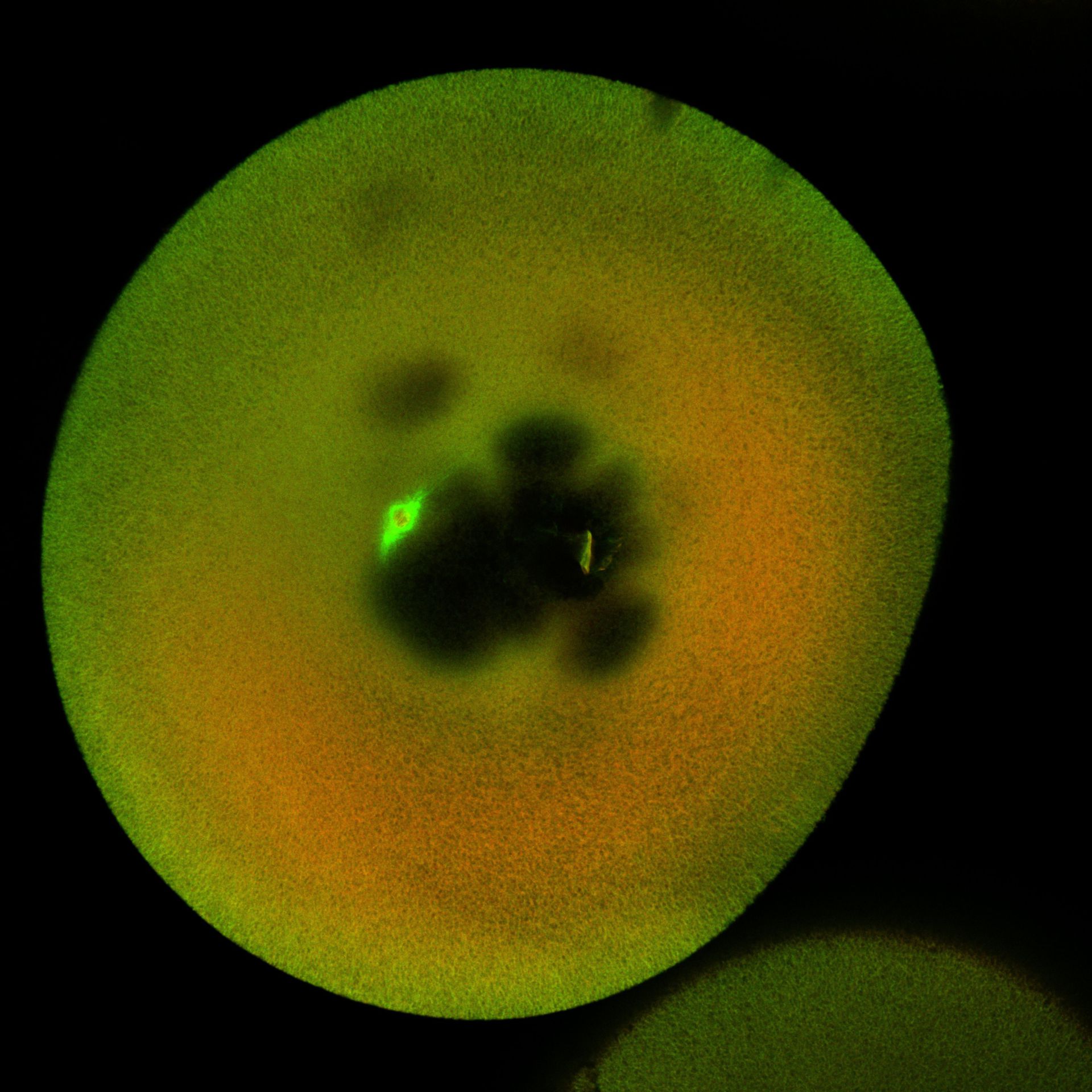 Xenopus laevis (DNA) - CIL:36527