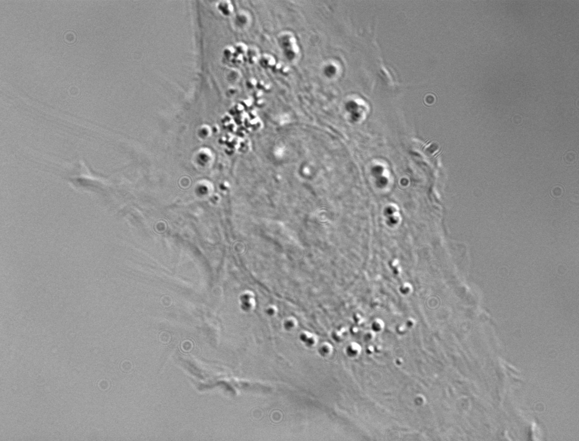 Homo sapiens (Retinal pigment epithelium) - CIL:25709