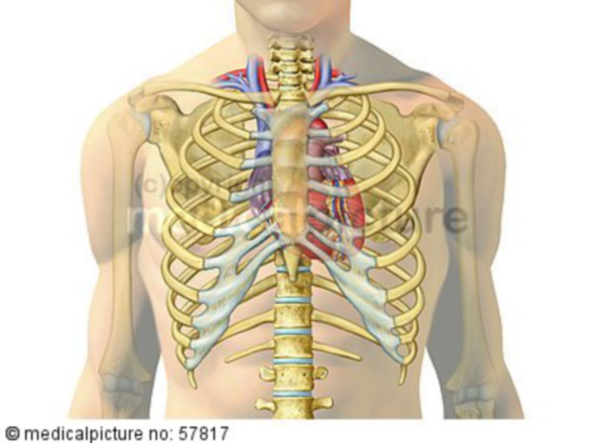 Anatomische Illustrationen - Herz mit Gefäßen in Brustkorb