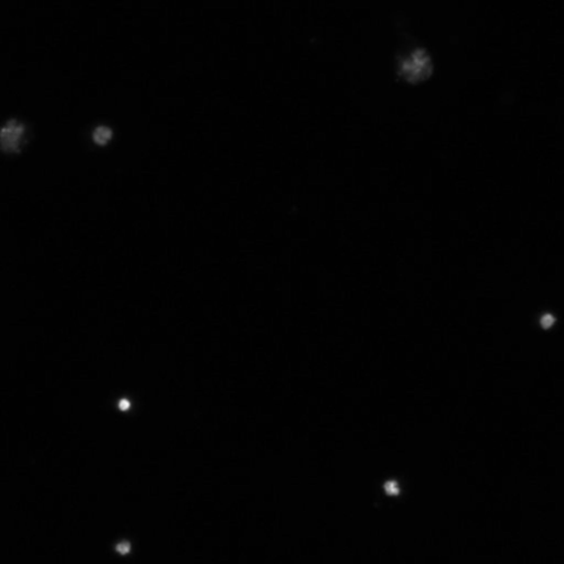 Drosophila melanogaster (DNA) - CIL:21753
