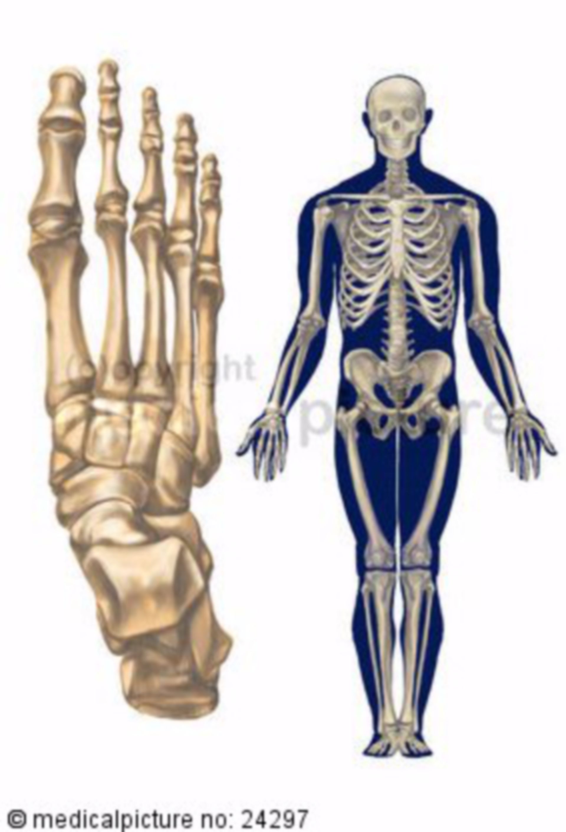 Menschliches Ganzkörper- und Fußskelett 
