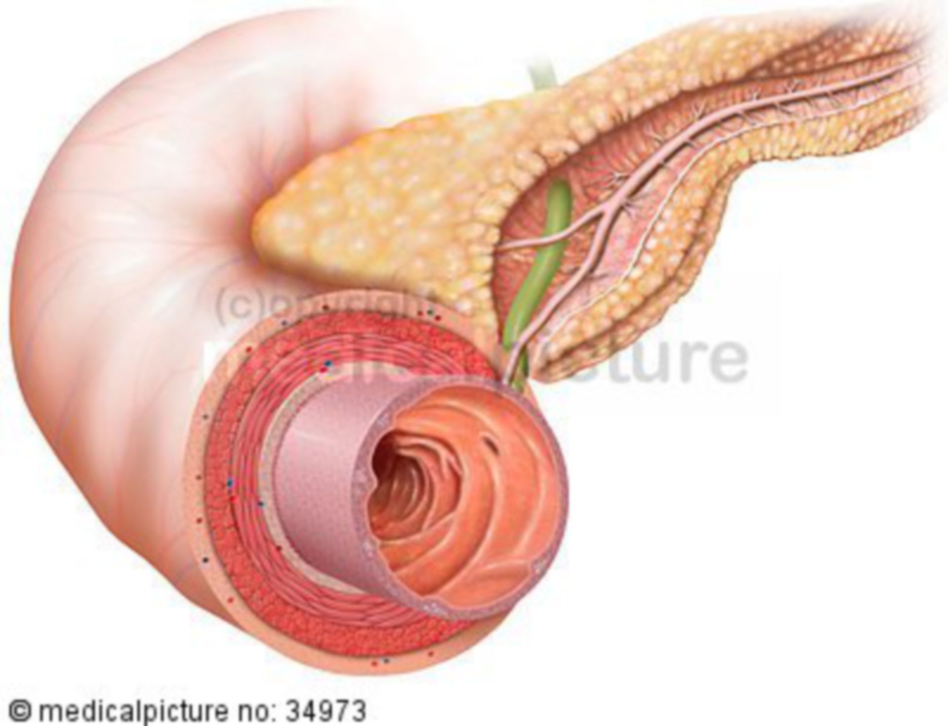 Duodenum and pancreas
