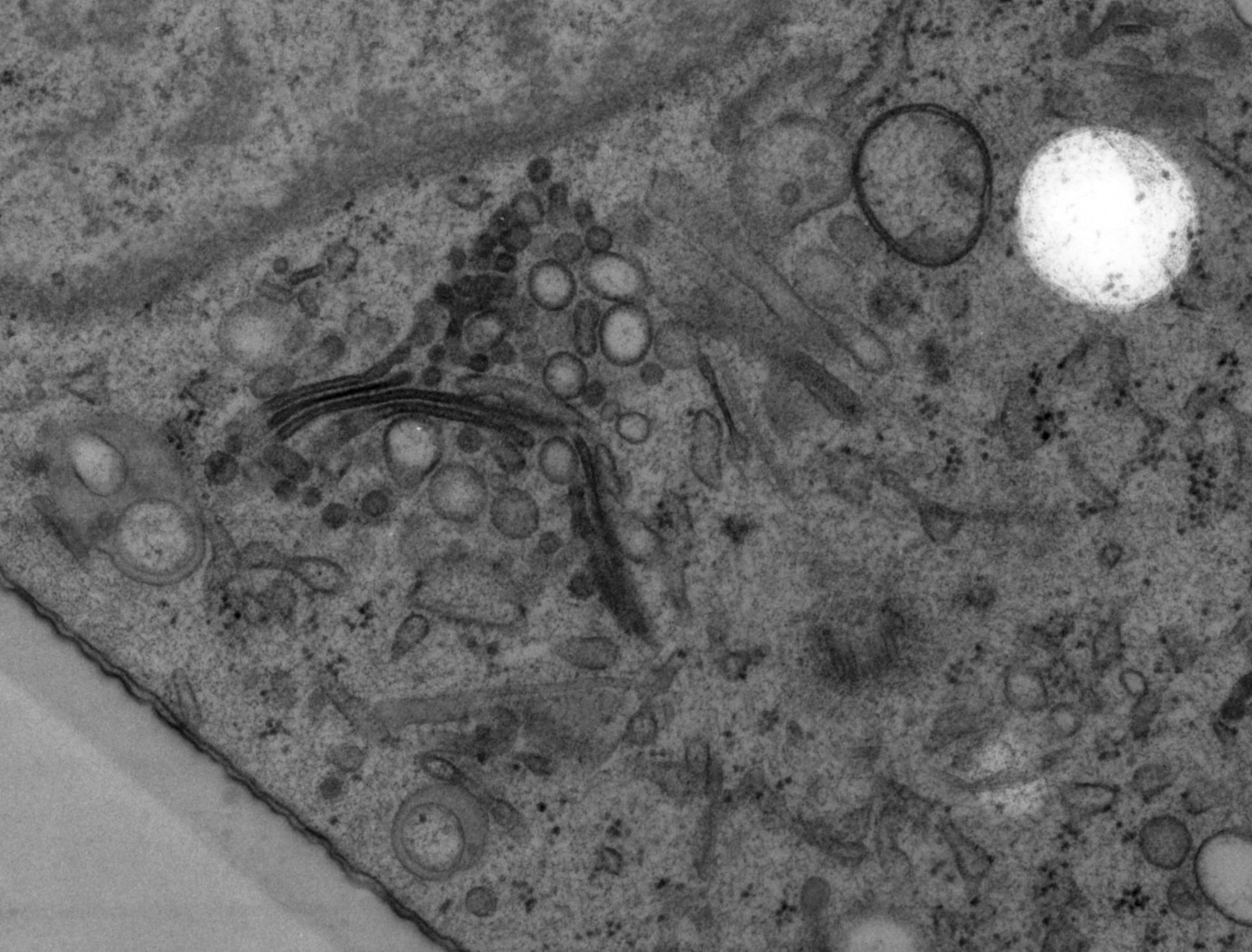 Rattus norvegicus (Golgi cisterna) - CIL:24522