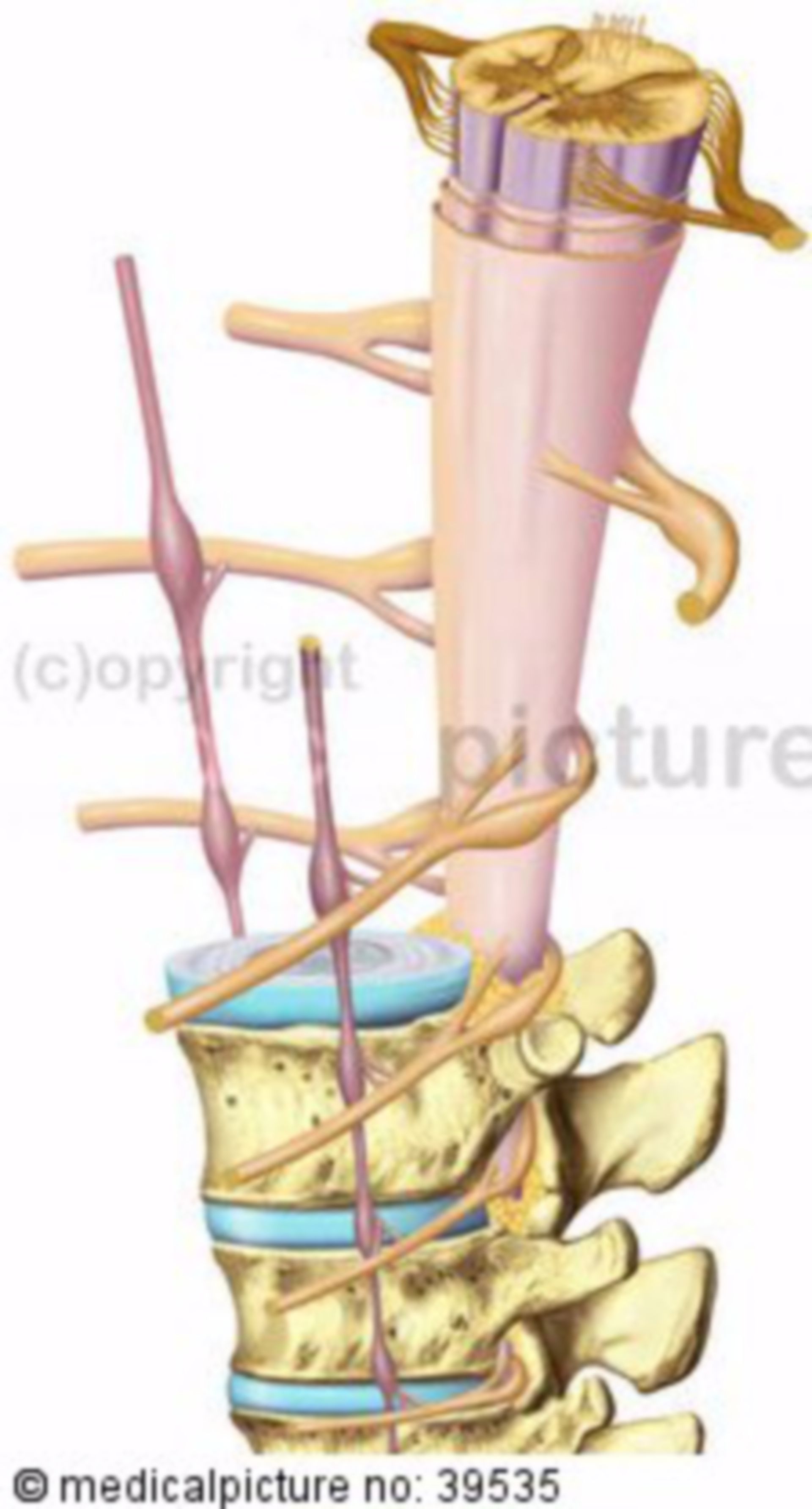 Vertebral column and spinal cord