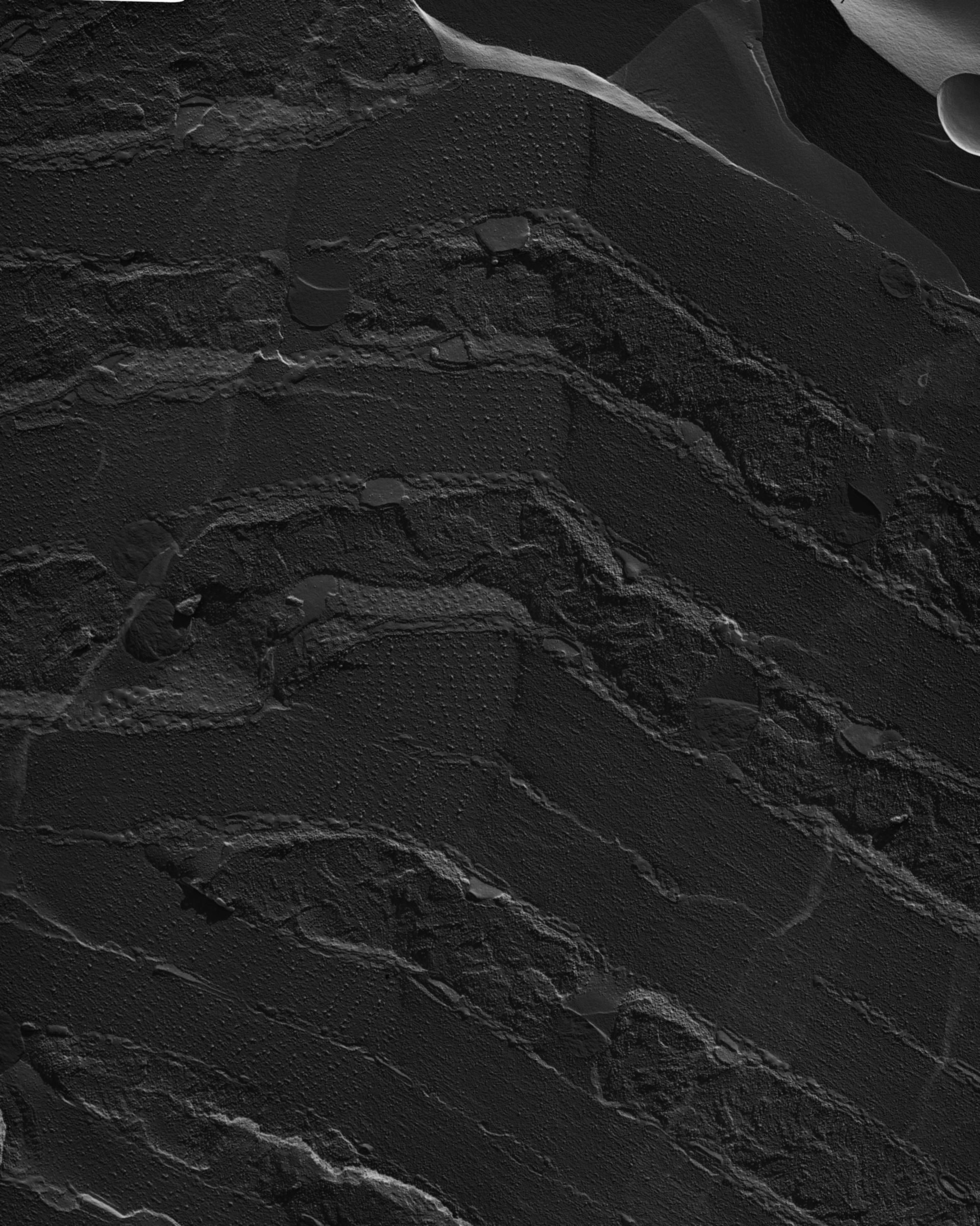 Damselfly (Sarcoplasmic reticulum) - CIL:18483