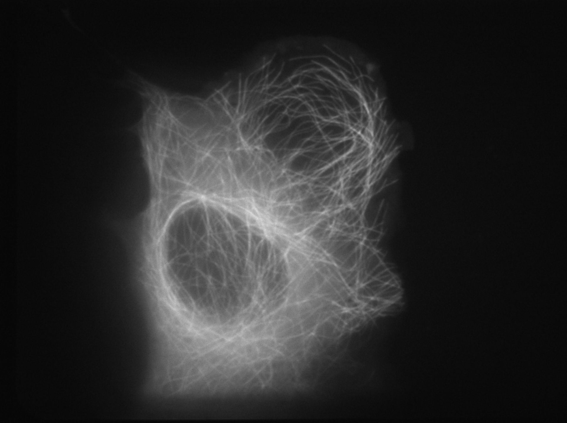 Homo sapiens (Microtubule) - CIL:8952