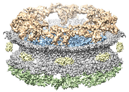 Der Kernporenkomplex besteht aus mehreren übereinandergestapelten Ringen: dem Zytoplasmatischen Ring (gold), dem Speichenring im Innern der Pore (blau) und dem Nukleoplasmatischen Ring (grün). © UZH