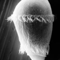 Metachron DocCheck Flexikon