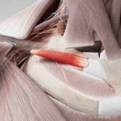 Musculus subclavius DocCheck Flexikon