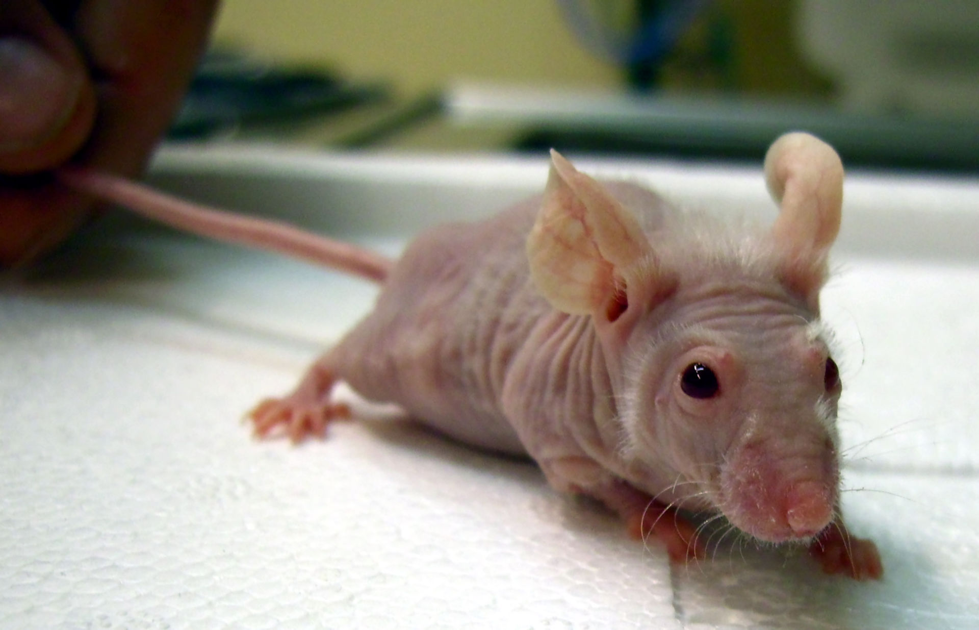 Nude mouse (athymic mouse)