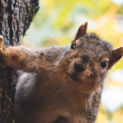 Vortioxetin Vortioxetin