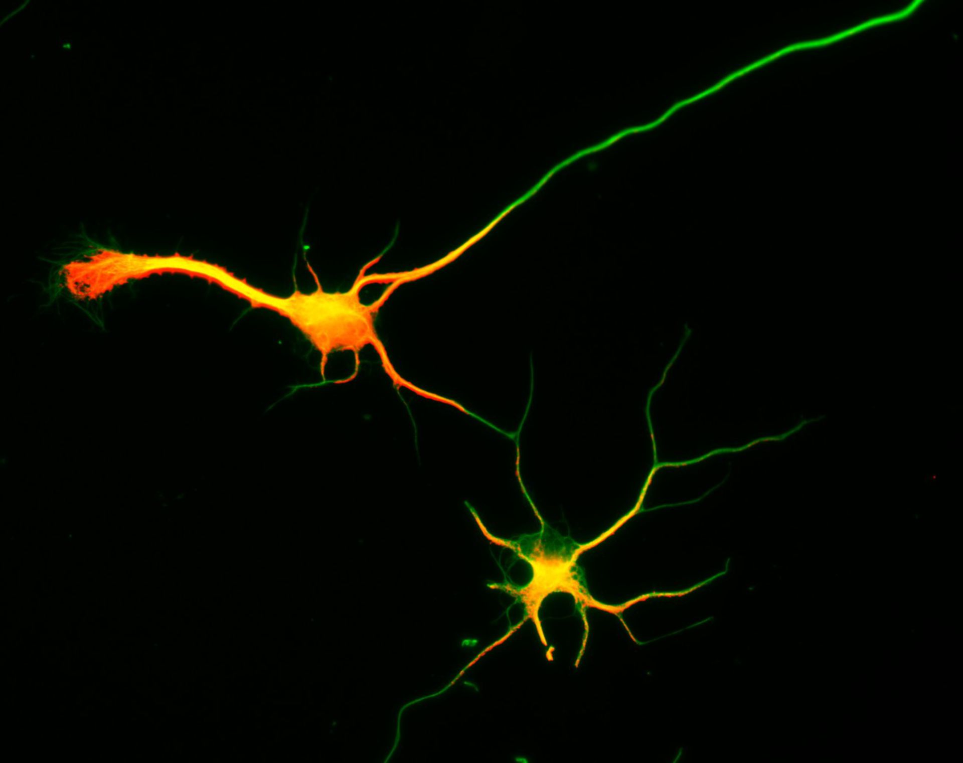 Rattus (Dendrite) - CIL:8280