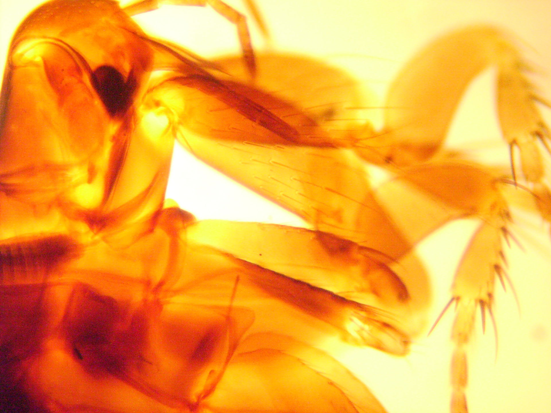 Oriental rat flea - Xenopsylla cheopis - Plague flea